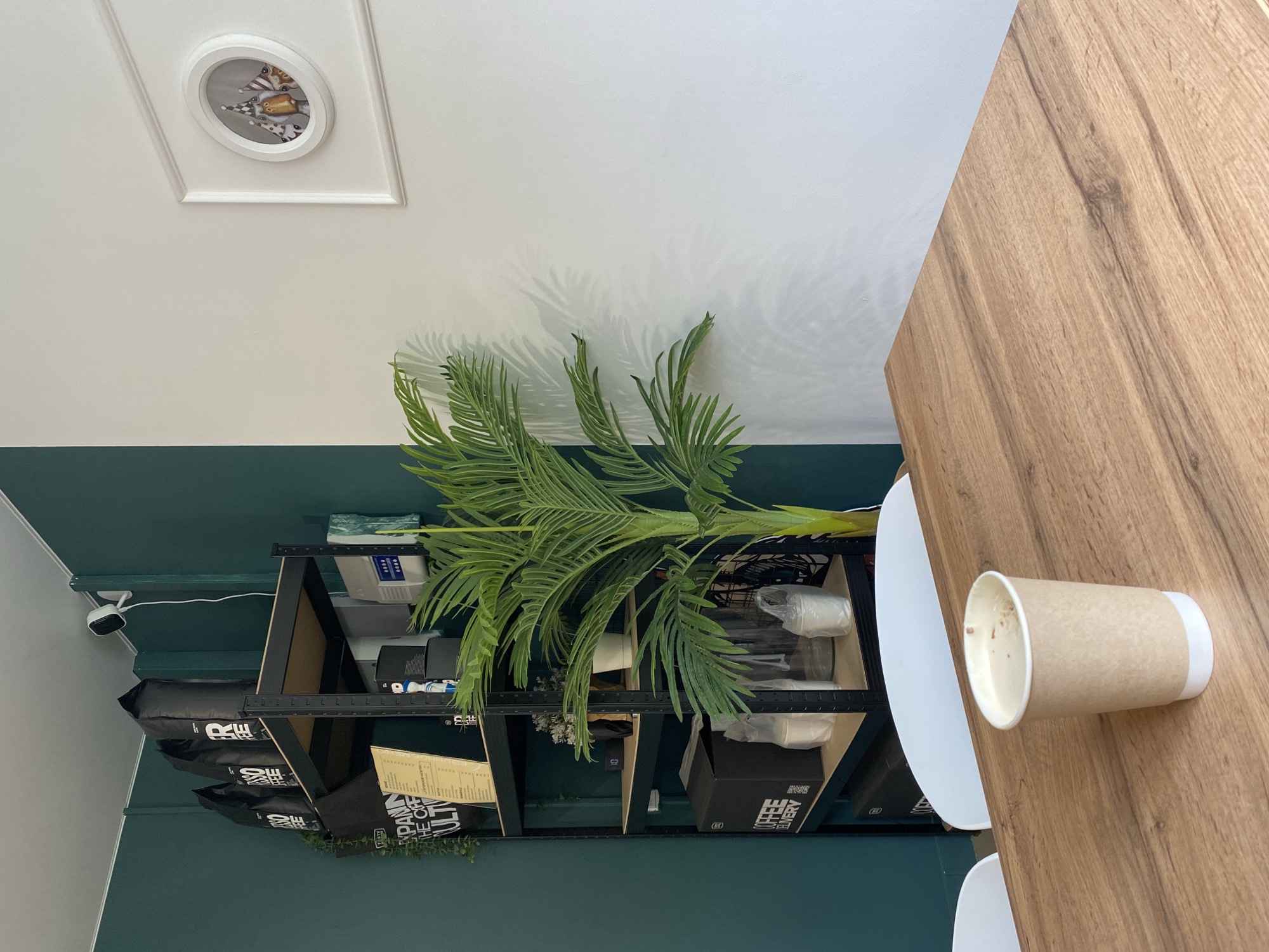 The image shows an interior space, likely a café or restaurant in Chaikovsky, Russia. The walls are two-toned: white above and dark green below, separated by a horizontal line. A decorative circular light fixture is visible on the white section of the wall. A bookshelf or shelving unit, stocked with items including coffee beans in black bags, containers, menus, and a small plant, is positioned against the wall. A large faux palm branch extends from the shelf, casting a shadow on the white portion of the wall. Part of a wooden table is visible with a disposable coffee cup placed on it next to a white chair.