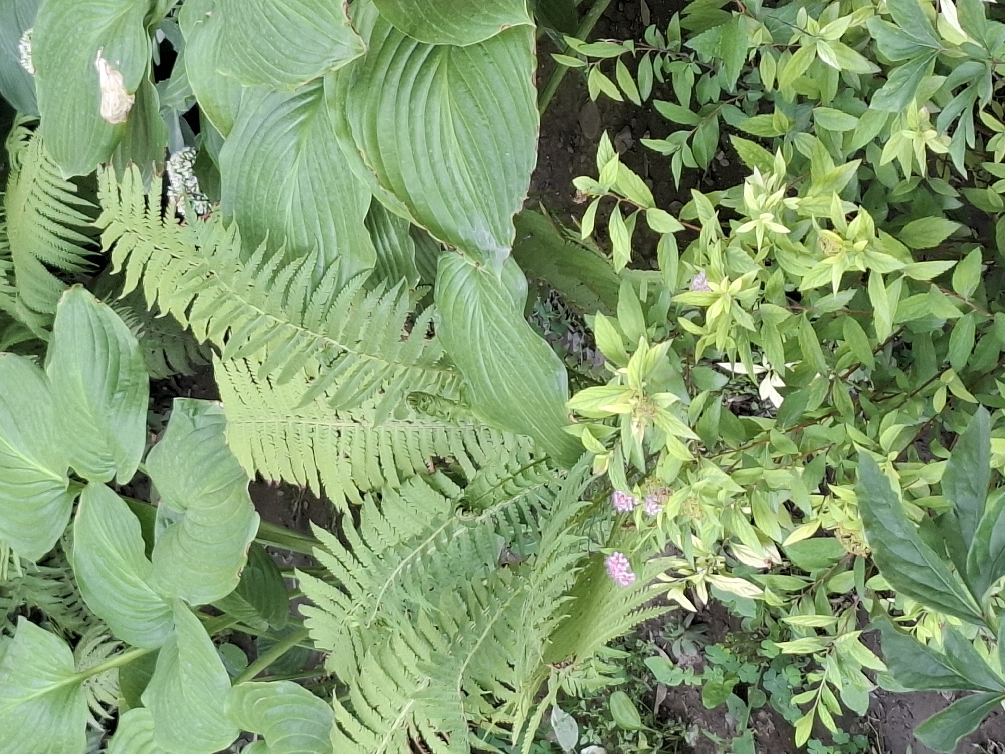 A close-up, overhead shot reveals a dense, green garden environment. The foreground is dominated by the delicate, bright green leaves and stems of a flowering shrub with small, pinkish flowers clustered together. Behind this, large, broad, glossy green hosta leaves create a lush backdrop, with their characteristic ribbed texture visible. Interspersed among the hostas are the feathery fronds of ferns, their finely divided leaves a lighter shade of green. The ground beneath is dark, earthy soil with a few scattered pebbles and some smaller, ground-covering plants. The lighting suggests an outdoor setting, likely during daylight hours, with diffused light indicating either a cloudy day or dappled shade from taller foliage not fully visible in the frame. No people are present in the image. The scene is indicative of a cultivated garden, possibly a park or private yard, rich with varied foliage and textures. The location is not specified as being in Almaty, Kazakhstan.
