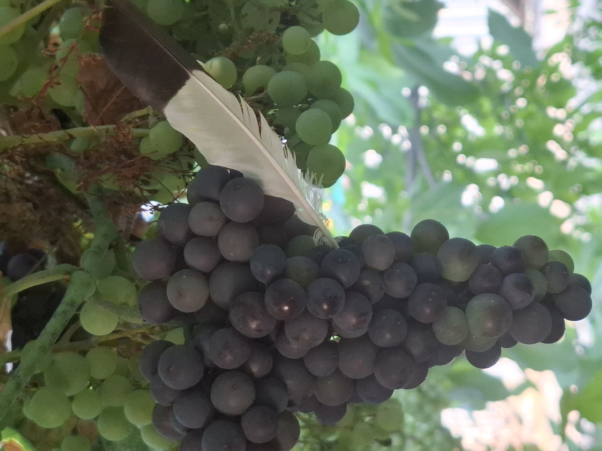 A close-up shot features a bunch of dark purple grapes hanging from a vine, partially obscured by lighter green grapes and foliage. A single feather, with a dark tip and a white lower section, rests diagonally across the grapes, pointing towards the right side of the frame. The background consists of blurred green leaves and a hint of sunlight. The image does not contain any identifiable landmarks or elements that would indicate a specific location within Almaty, Kazakhstan.