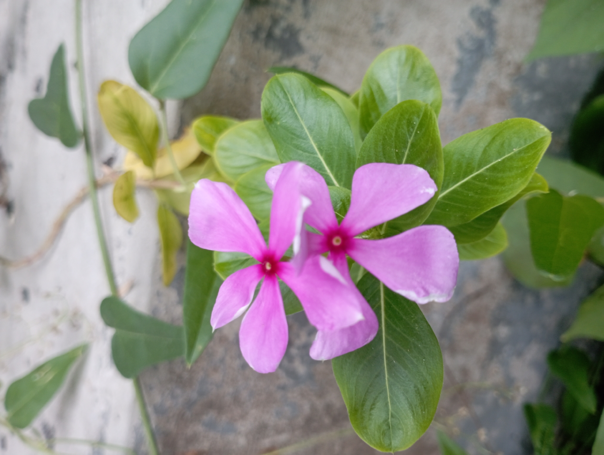 Two pink flowers with five petals each bloom on a green plant. The flowers have a dark pink center and a white stripe on each petal. The plant has glossy green leaves. The background is blurred, showing a light-colored surface with some green and yellow foliage. The image is taken outdoors, possibly in a garden or park setting. There is no indication of the specific location within Sembung Anyar, Indonesia, beyond the general natural setting. No people or actions are depicted.
