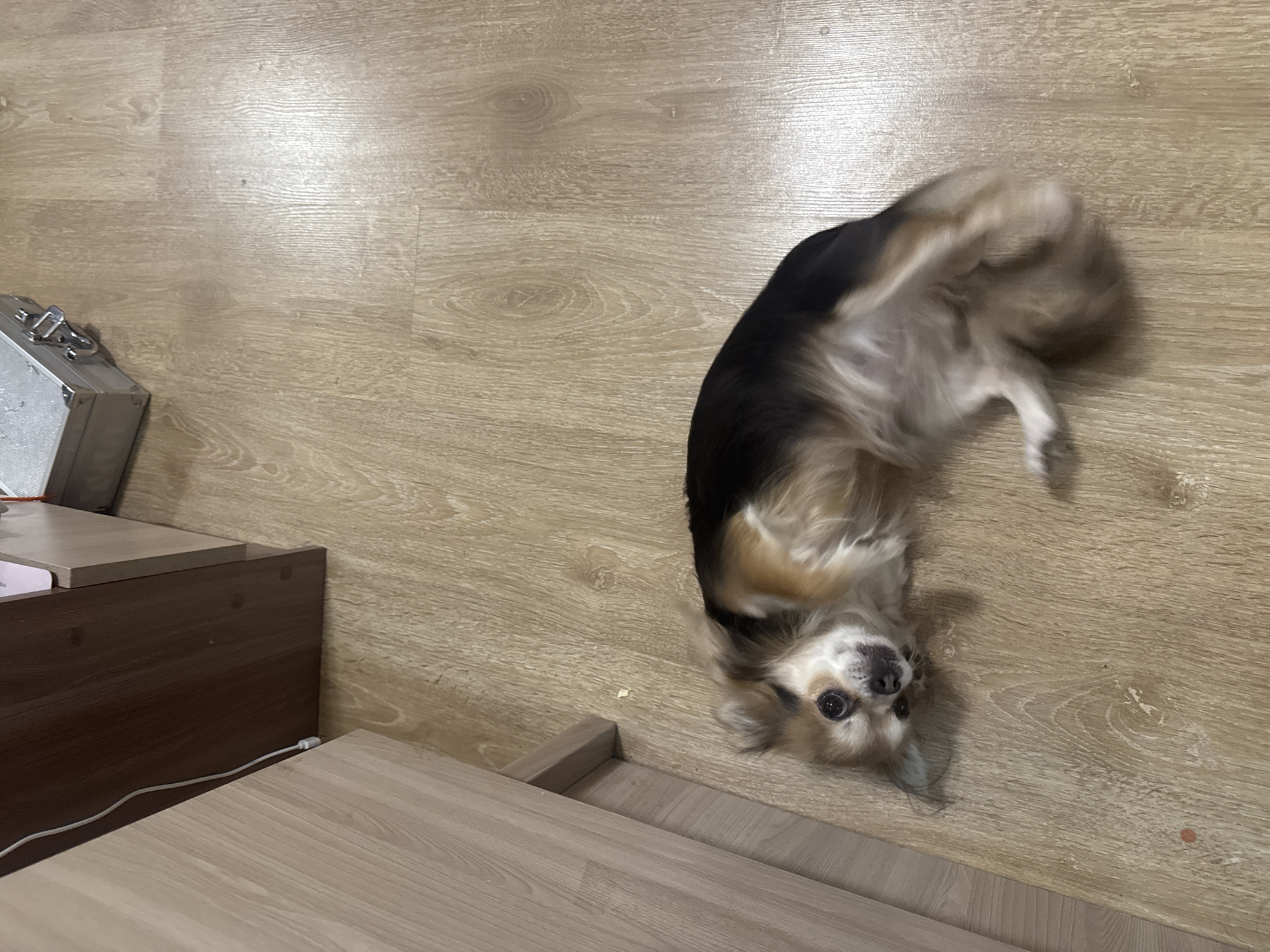 A small, long-haired dog is the central subject of the image, playfully lying on its back on a light wood-effect floor. The dog has a mix of black, brown, and white fur, particularly around its face and chest. Its head is tilted, looking directly at the viewer with wide, curious eyes, while its front paws are loosely raised in the air, a common posture for seeking a belly rub or expressing comfort.
The setting is an indoor room with light-colored laminate or wood flooring that displays a visible grain pattern. In the lower-left corner, parts of modern wooden furniture are visible, including a dark brown piece and a lighter wood-toned surface with a white cable running along it. Further to the left, a silver-colored metallic case or box with clasps is partially seen on the floor. The image is captured from an overhead perspective, with the dog filling a significant portion of the frame on the right side.
The lighting appears to be ambient indoor light, possibly artificial or indirect daylight, illuminating the scene evenly. No people are present, and there is no visible text. The dog's relaxed posture and direct gaze suggest a playful or content mood. The overall environment indicates a typical domestic living space.