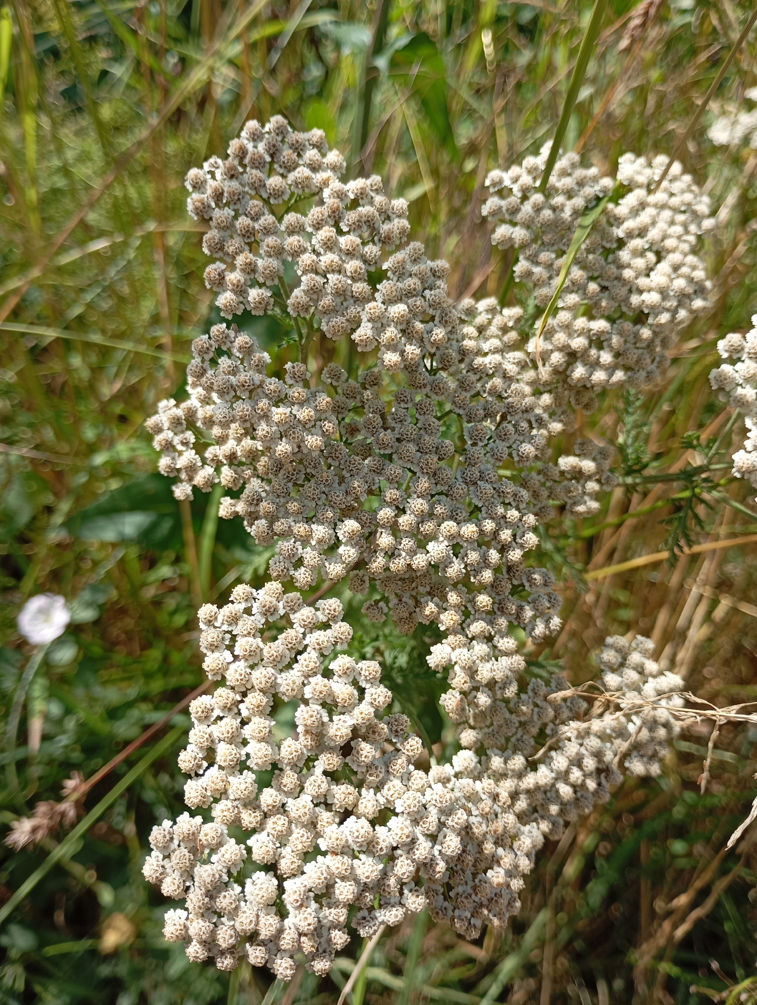 The image captures a close-up view of a cluster of white flowers, likely yarrow, blooming in a natural outdoor setting. The flowers are arranged in flattened, umbrella-like clusters, each individual flower small and tightly packed. The color of the flowers is a pale off-white to light tan, with some appearing slightly dried or faded.
The background is a soft blur of green foliage and tall, dry grasses, suggesting a sunny day in a grassy field or meadow. The lighting indicates it is daytime, with the sun casting a warm glow on the scene, creating a bokeh effect with highlights in the background. A single small white flower with a darker center is visible in the lower left portion of the image, also out of focus. The overall impression is one of a peaceful, natural environment.
There are no people, objects, or text visible in the image. The setting appears to be a rural or natural landscape, consistent with the location context of Lesogorskaya, Russia. The image focuses on the delicate details of the flowering plant.