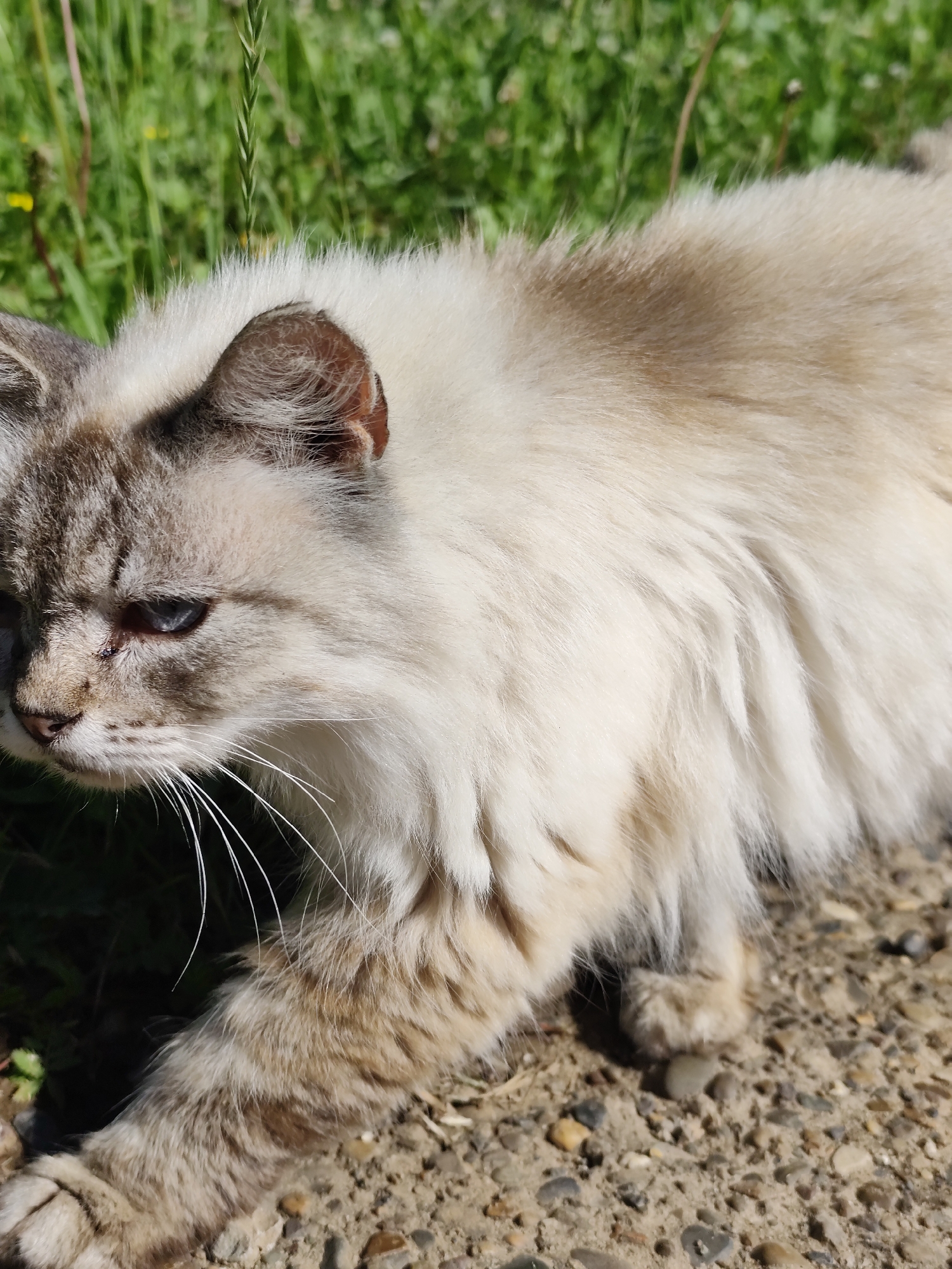 A close-up, eye-level shot captures a fluffy cat in an outdoor setting. The cat, with striking blue eyes and light cream-colored fur with brown markings on its face and ears, is the central subject. Its fur appears soft and long, particularly around its neck and body. The cat's head is turned to the left, its gaze fixed intently on something out of frame. Its whiskers are prominent and extend outwards.
The background is a mix of natural elements. Lush green grass, with hints of yellow wildflowers and thin stems, creates a soft backdrop. The ground beneath the cat is rough, composed of small pebbles and dirt, suggesting a path or an unpaved area.
The lighting indicates it's daytime, likely with bright sunlight, casting subtle shadows and highlighting the texture of the cat's fur and the ground. The overall mood is one of focused observation, with the cat appearing alert and engaged with its surroundings. There is no visible text in the image. The location context suggests this scene is in Фоки, Russia.