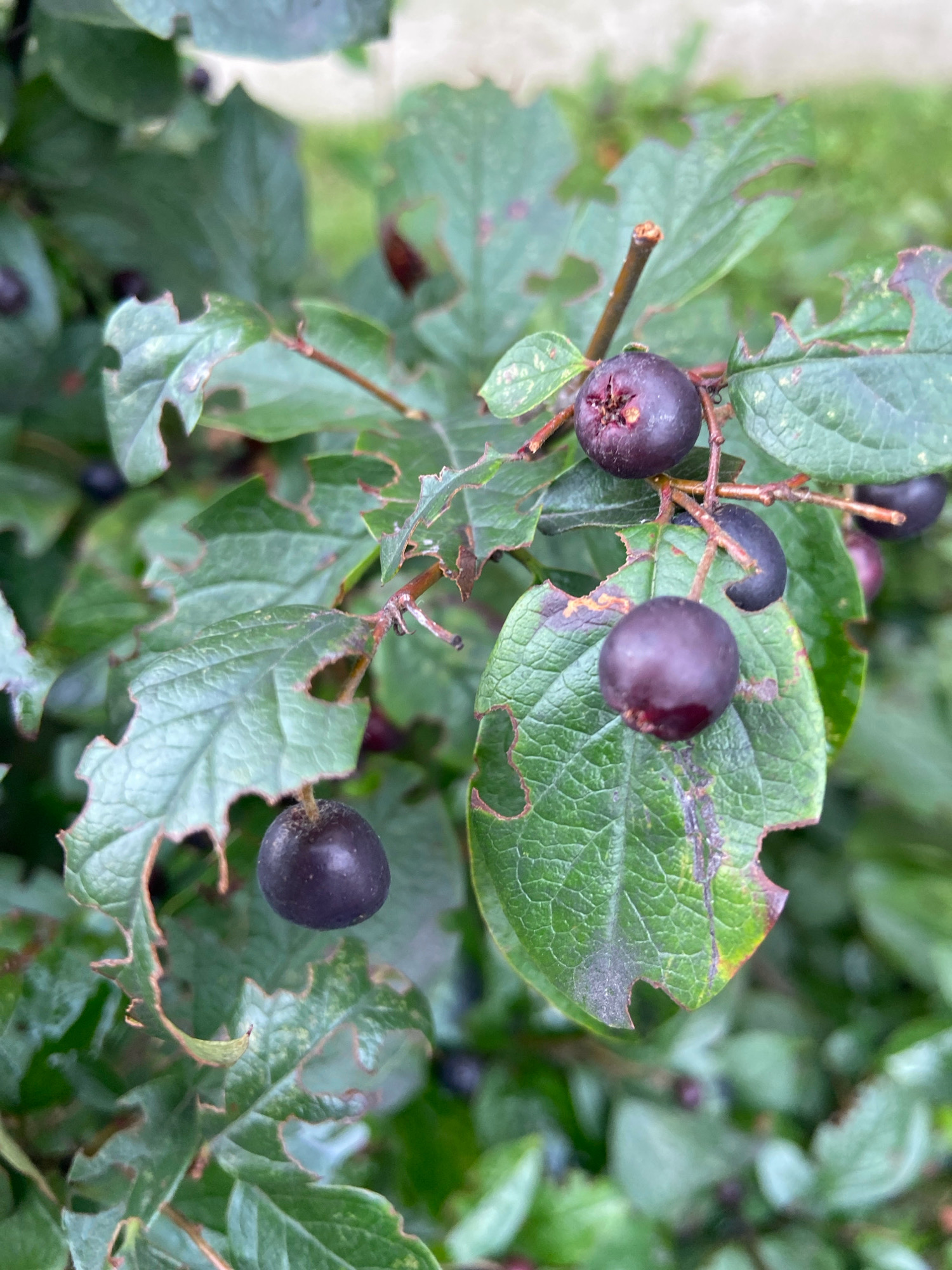 This is a close-up photograph of dark purple berries and green leaves on a bush. The berries are small and round, with some appearing slightly shriveled. The leaves are varied in shape and size, with many exhibiting ragged edges and damage, suggesting insect activity or disease. The background is softly blurred, indicating a shallow depth of field, with hints of more foliage and a light-colored surface, possibly a wall or pavement. The lighting appears natural, casting subtle shadows. The scene is devoid of any human presence. The location is identified as being in the city of Balashikha, Russia.