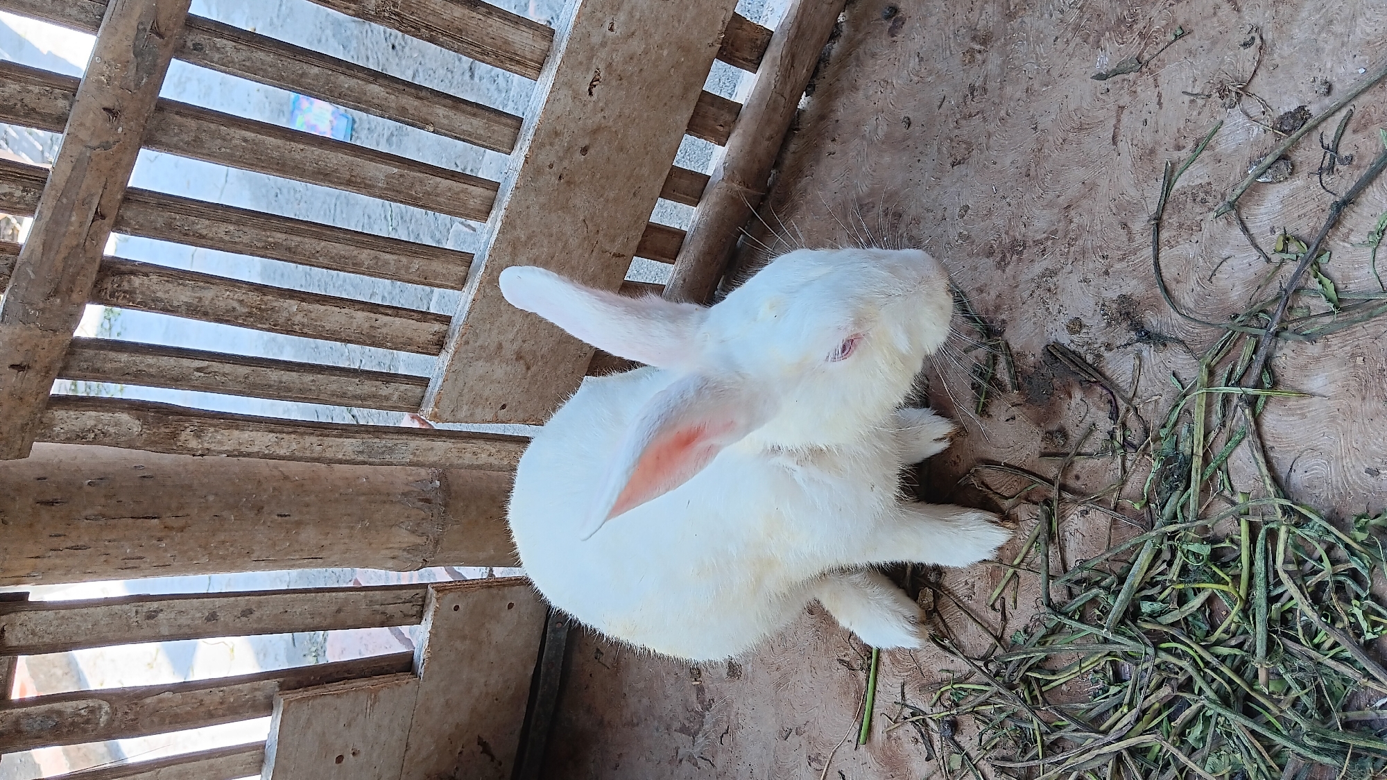 In Sonobekel, Indonesia, a white rabbit with pink ears is seen in a wooden enclosure. The rabbit is on a concrete floor with scattered dry grass. The enclosure appears to be made of bamboo and unfinished wood, with vertical slats and horizontal beams forming the walls. Sunlight casts shadows within the enclosure.