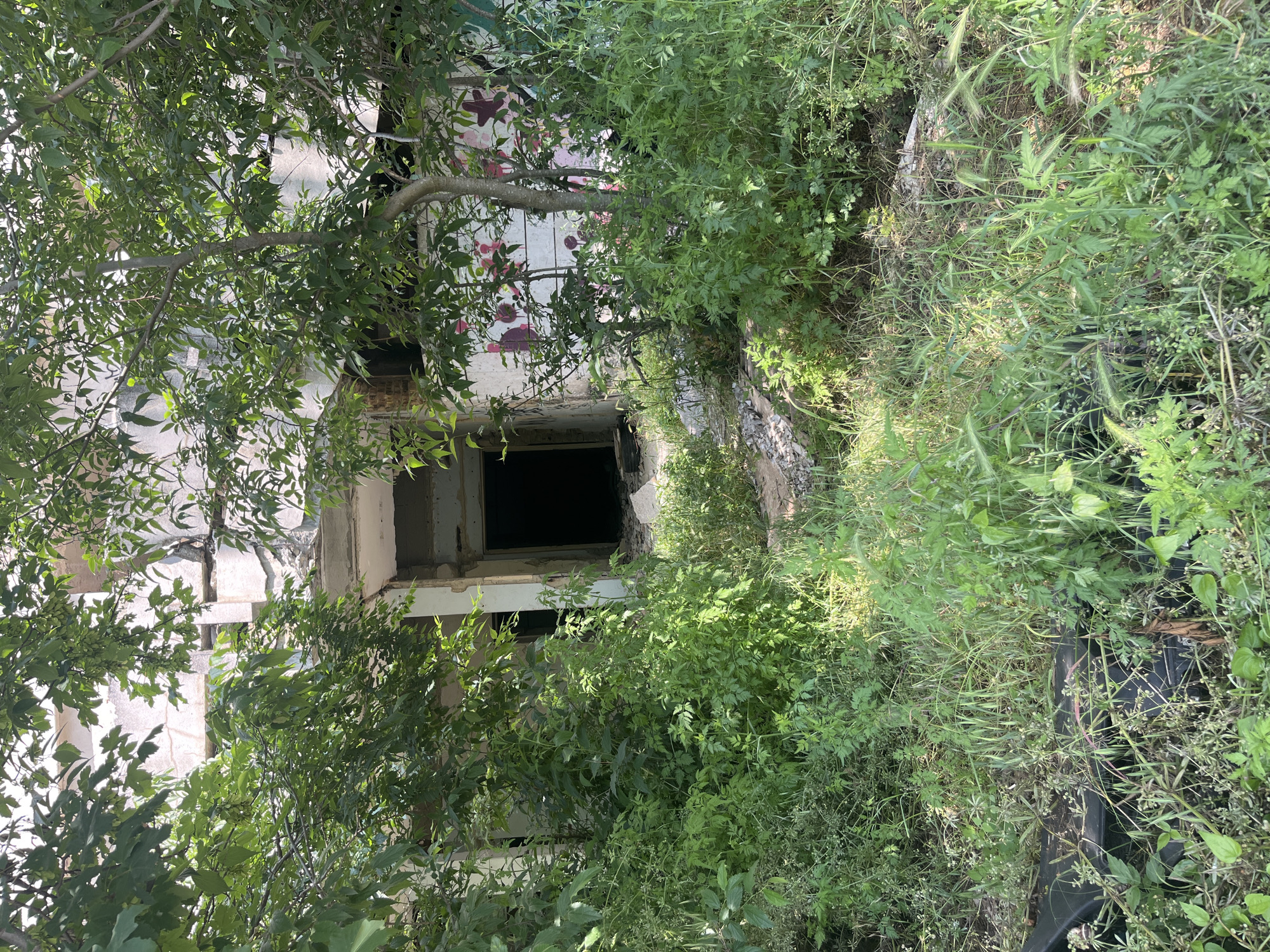This media file depicts an overgrown and likely abandoned building in Varna, Bulgaria, under bright daylight. The scene is dominated by a concrete or stucco structure being reclaimed by dense vegetation.
The multi-story building shows signs of decay, with exposed elements and several dark, empty window openings, suggesting a lack of glass and dim interiors. Portions of the wall feature abstract graffiti in shades of pink, purple, and possibly black, which is partially obscured by foliage.
Lush green vegetation surrounds and grows into the building. Prominent trees with numerous leaves and branches partially cover the structure, creating a natural canopy. The ground is thickly covered with various grasses, some bearing seed heads, and other bushy plants, indicating an untamed environment. Amidst the dense ground cover, a dark, elongated object, possibly a piece of debris, is barely visible.
The bright lighting suggests a clear, sunny day, likely mid-morning or afternoon, with strong highlights and shadows evident on the foliage and building surfaces. The scene is static, depicting the current state of an urban or semi-urban area where nature has taken over a derelict man-made structure. No specific activity or event is taking place, and no legible text is visible, only abstract painted shapes on the building.