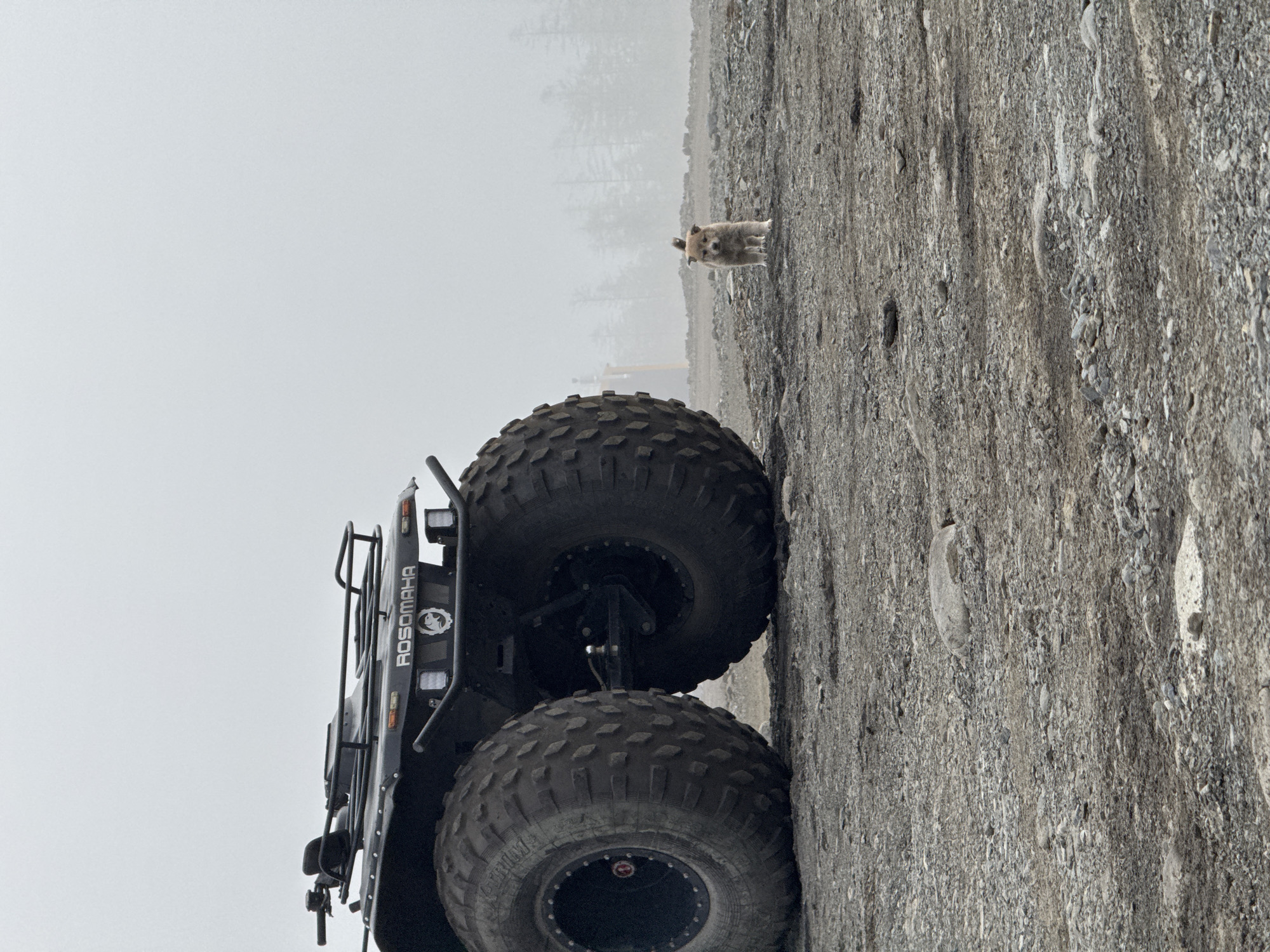 In an outdoor, gravel-covered area on an overcast day, a dark-colored, rugged, all-terrain vehicle with oversized tires dominates the left side of the frame. The vehicle has the word "ROSOMAHА" imprinted on its rear. To the right of the vehicle, a small, light-brown puppy stands on the gravel, facing the camera. In the background, a line of evergreen trees is visible through a light fog or haze, with a hint of a yellow piece of machinery also present. The overall environment appears to be a remote or undeveloped location.