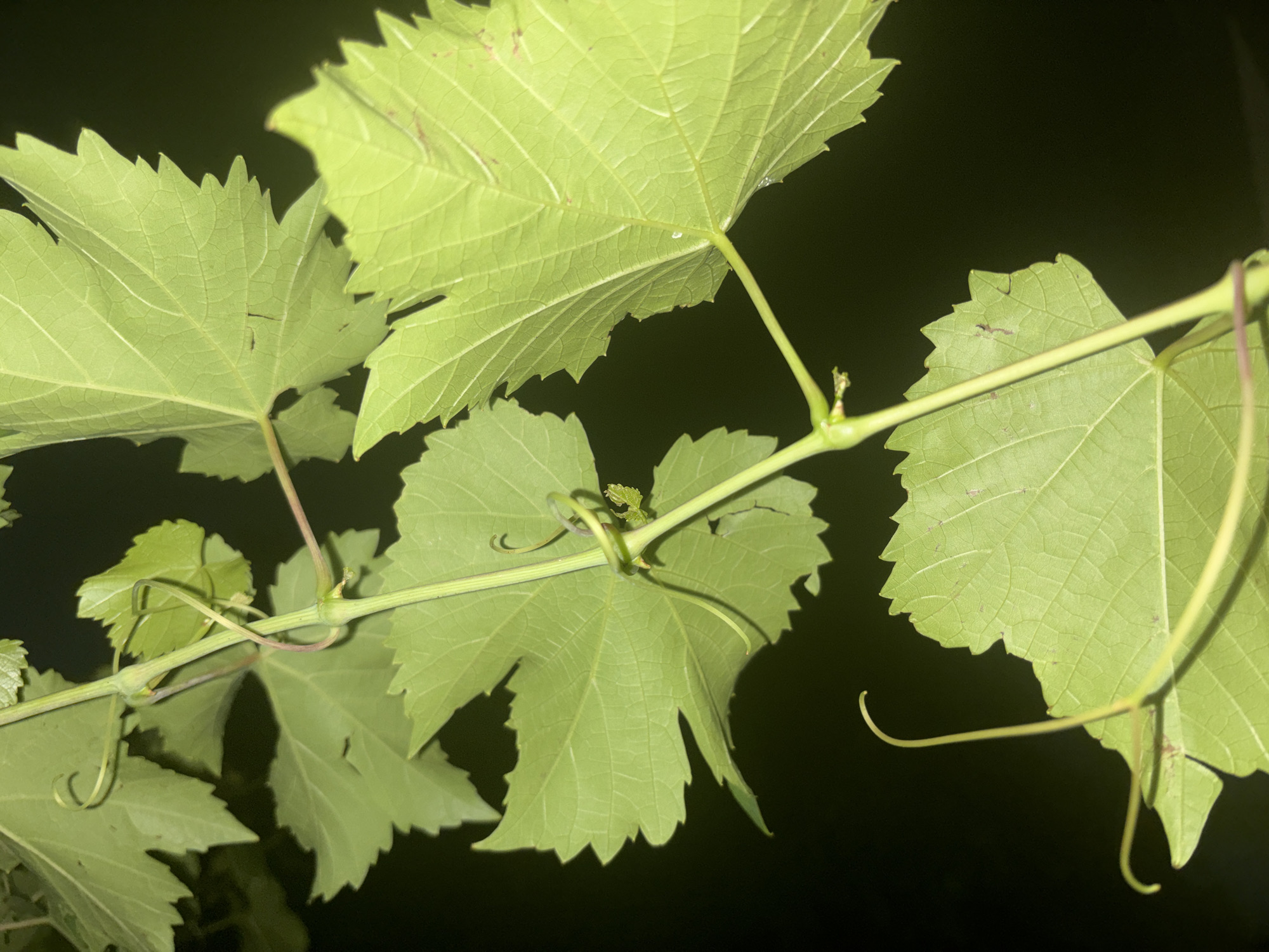 The image is a close-up, nighttime photograph of a vine with multiple leaves and tendrils against a dark, out-of-focus background. The leaves are broad, lobed, and serrated along the edges, exhibiting prominent venation. They are a vibrant green color, illuminated by an unseen light source, creating distinct shadows. Several curling tendrils are visible, some wrapped around the stem and others extending outward. The stem is thin and green, with hints of purple. There are no people or animals present in the image. The location is described as Unknown, Unknown.
