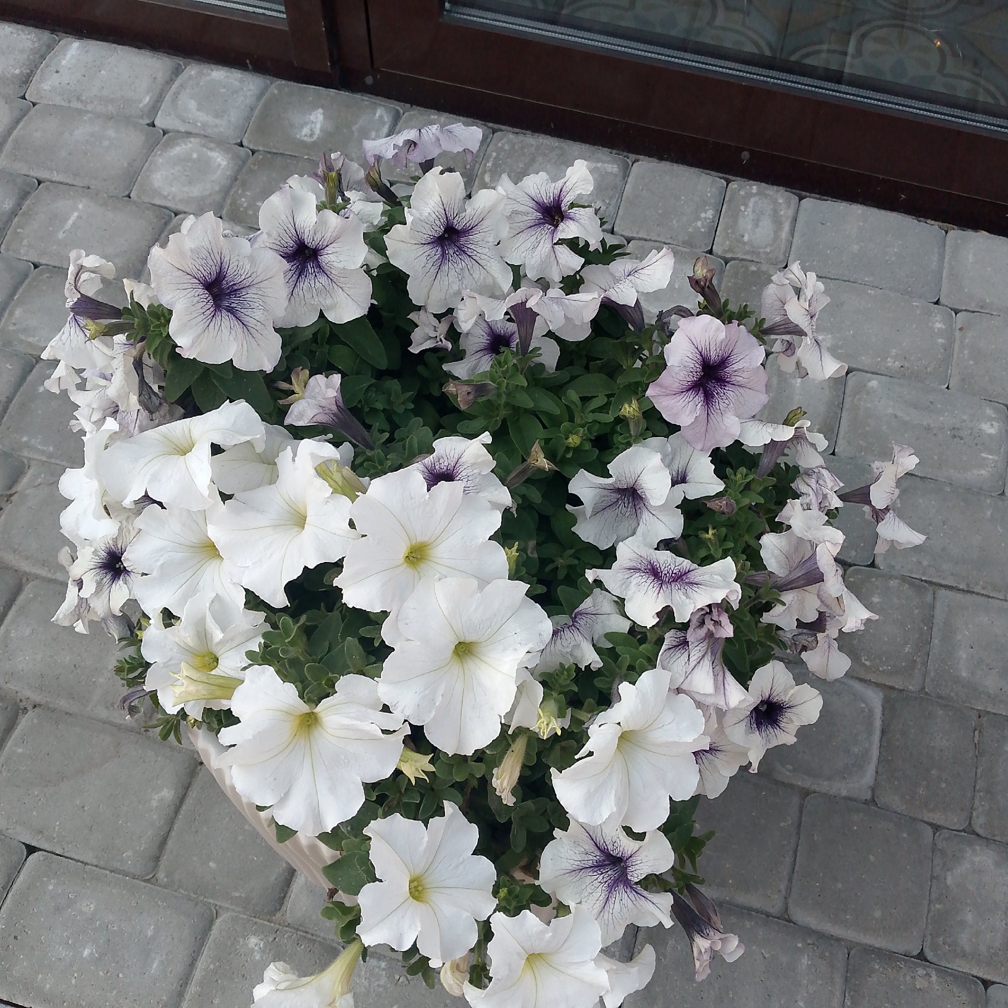 A planter filled with white and purple petunias sits on a sidewalk made of gray pavers. The planter is situated near a building with a dark brown trim and a window. The petunias are in various stages of bloom, with some fully open and others still closed buds. The leaves are green and lush. The sidewalk is clean and dry. The overall scene suggests an outdoor setting, possibly a garden or a public space in the city of Vyazniki, Russia. There are no people or animals visible in the image.