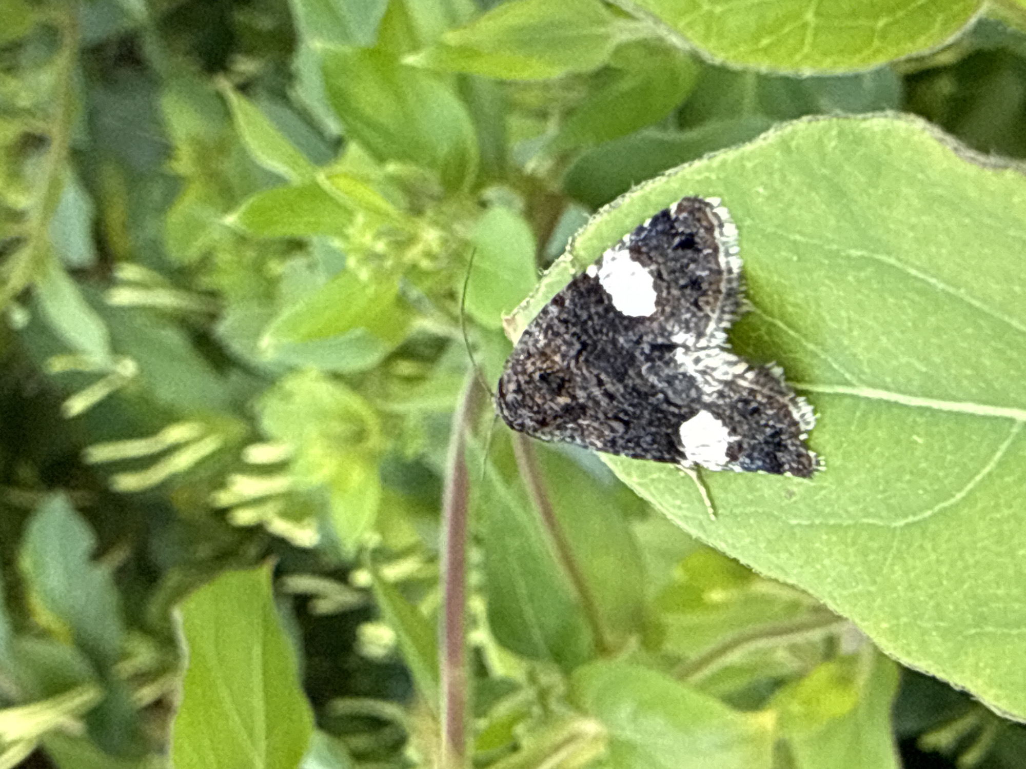 A dark moth with white spots rests on a bright green leaf. The moth's wings are folded, displaying a speckled pattern of black and white. The background is a blur of green foliage, suggesting an outdoor environment, possibly a garden or park within the city of Simferopol, Ukraine. The lighting is natural, indicating daylight conditions. There are no people or discernible human activity in the image. The focus is entirely on the moth and its immediate surroundings.