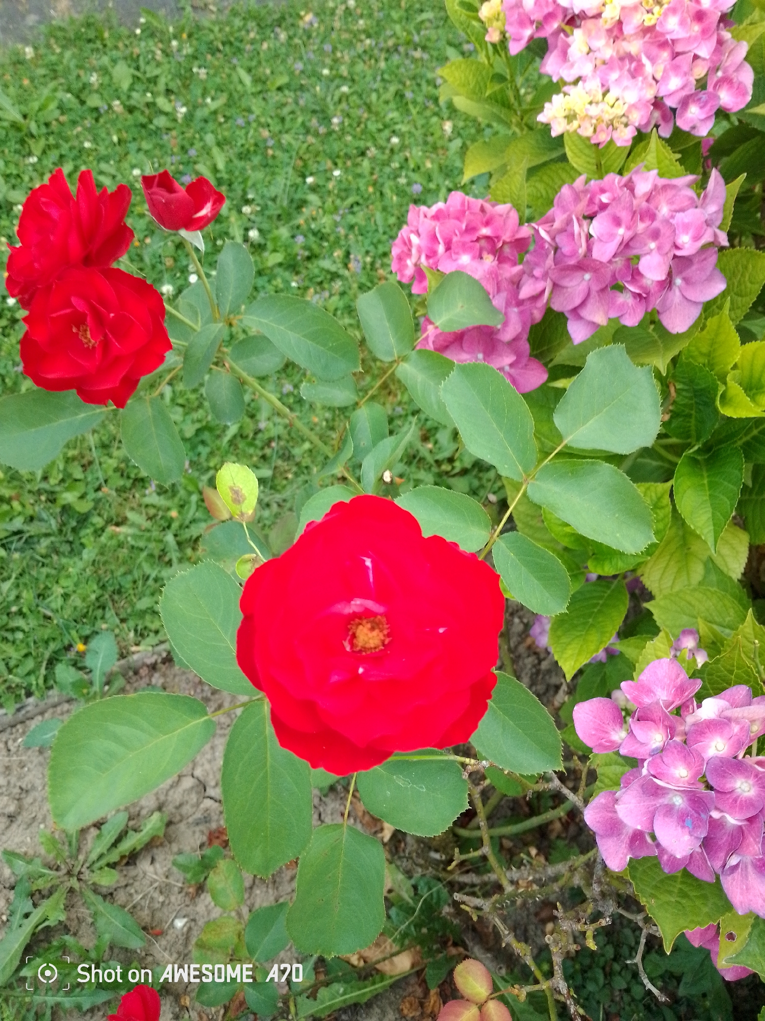 This is a close-up, eye-level shot of a garden with red roses and pink hydrangeas. The foreground is dominated by a large, fully bloomed red rose with delicate petals and visible stamens, positioned slightly to the right of center. To its left, another red rose, also in full bloom, is partially visible. Above and to the right of these roses are clusters of pink hydrangeas, some in full bloom and others in various stages of development, with some lighter yellow-tinged buds interspersed.
The background consists of lush green grass, with scattered small white and purple wildflowers. The lighting suggests it is daytime, likely with soft sunlight filtering through, creating subtle shadows and highlighting the vibrant colors of the flowers. The setting appears to be a well-maintained garden, possibly a residential yard or a public park.
In the lower left corner, there is visible text: "Shot on AWESOME A70". This indicates the type of device used to capture the image. The overall mood conveyed is one of natural beauty and tranquility. There are no people visible in the image. The focus is entirely on the botanical subjects and their surrounding environment. The image's composition draws the viewer's eye to the intricate details of the flowers and the textures of the leaves and grass.