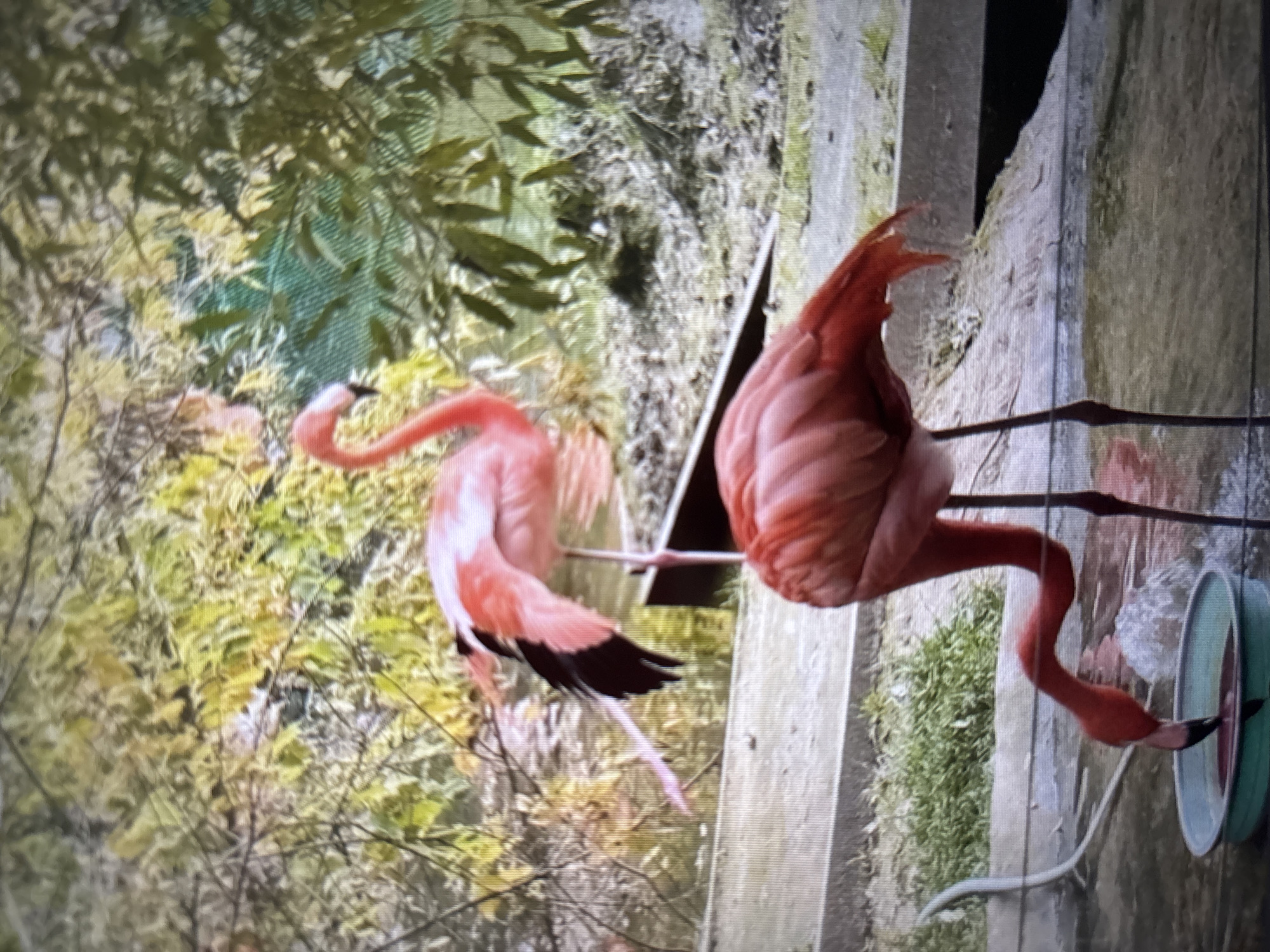 Two flamingos are in shallow water. The flamingo in the foreground is facing left with its head lowered into a blue dish, drinking. The flamingo in the background is facing right with its neck curved and its wings partially spread. Both birds are predominantly pink and white with some black on their wings. They are in an enclosure with a concrete edge, some grass, and a background of trees with yellow and green foliage. There is a white hose on the left side of the frame. The scene appears to be an aviary or zoo exhibit. The image is grainy and the colors are somewhat muted, suggesting it was taken in low light or with a lower quality camera. There is no visible signage or architectural details that would specifically place this scene in Novosibirsk, Russia.