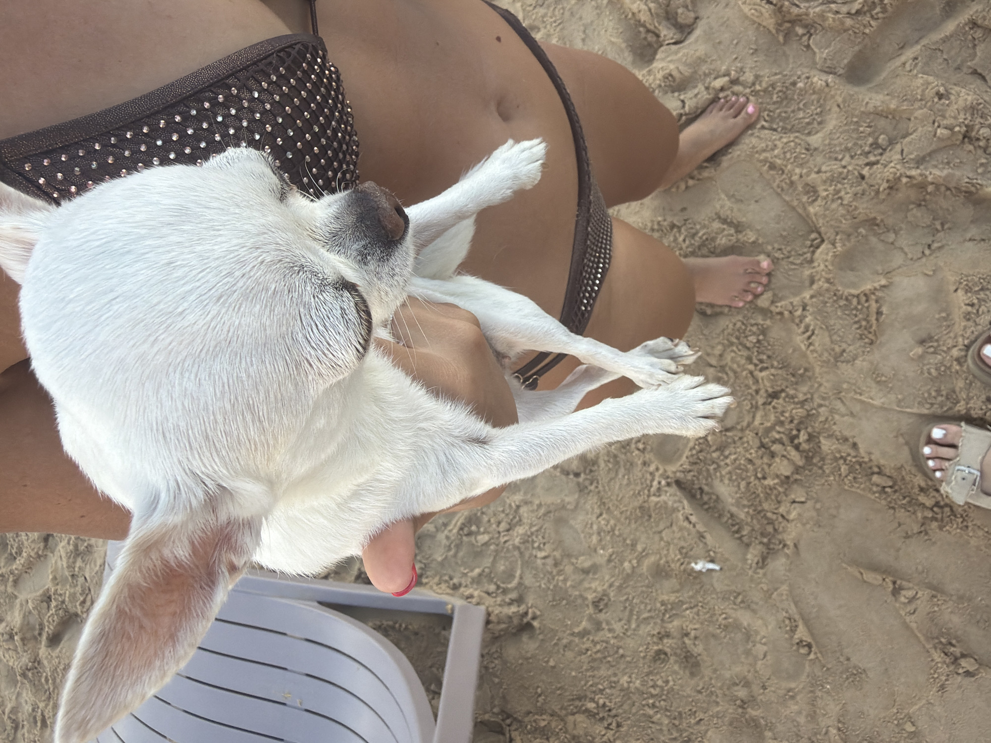 A person is holding a small white chihuahua on a sandy beach. The person is wearing a brown sequined bikini. The chihuahua is looking down. The sand is tan and appears wet in some areas, with footprints visible. In the background, a white lounge chair is partially visible. The location is Sharm El Sheikh, Egypt.
