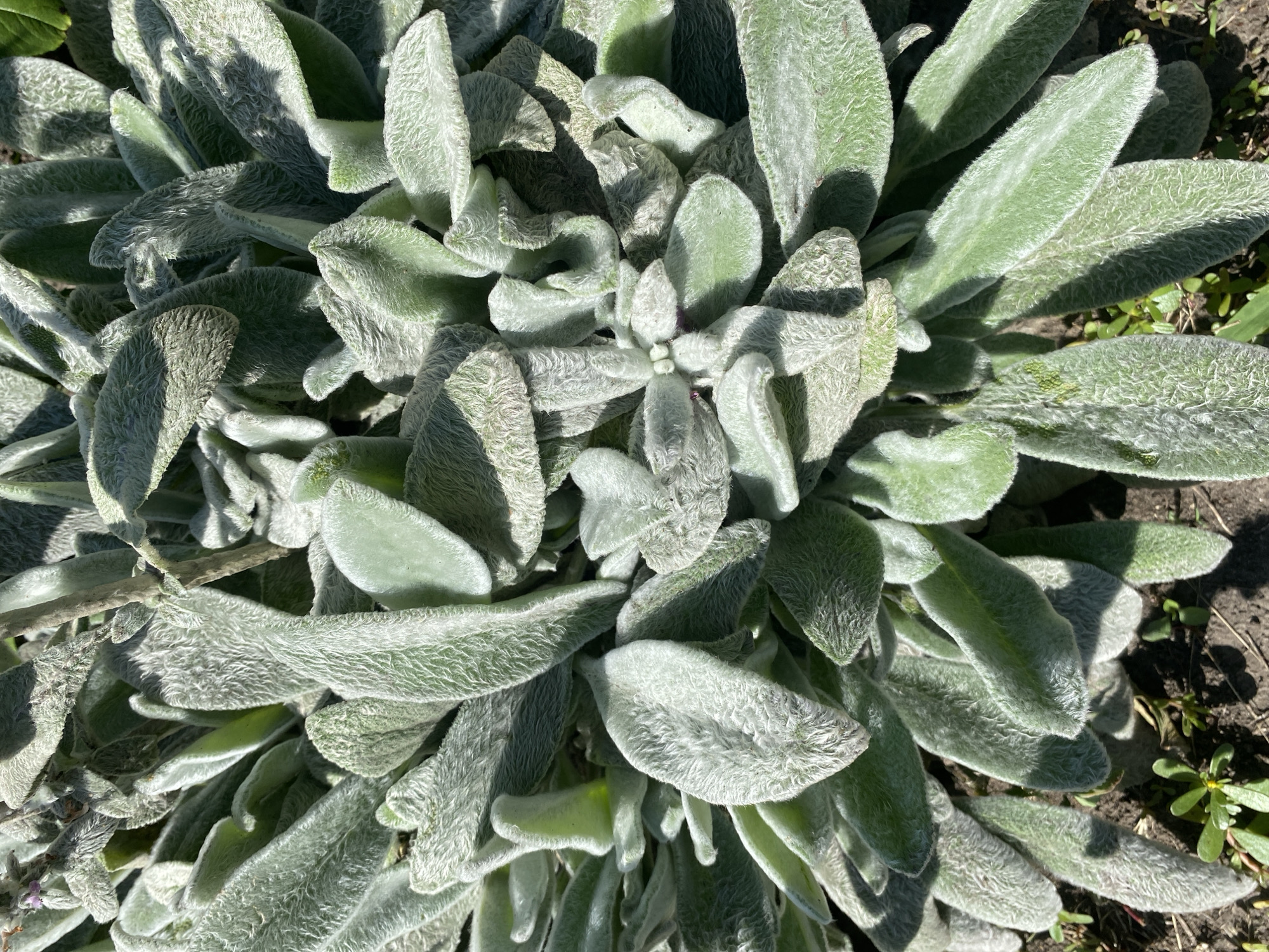 The image is a close-up, overhead shot of a patch of Lamb's Ears (Stachys byzantina) plants growing outdoors. The plants have soft, fuzzy, silver-green leaves that are densely packed together. The lighting suggests it is daytime, with sunlight casting shadows across the foliage, highlighting the texture of the leaves. The background shows soil and some small, sparse green weeds, indicating the plants are in a garden bed or naturalized area. There are no people or animals visible. The location of this scene in Vasylky, Ukraine, is not ascertainable from the image content itself.