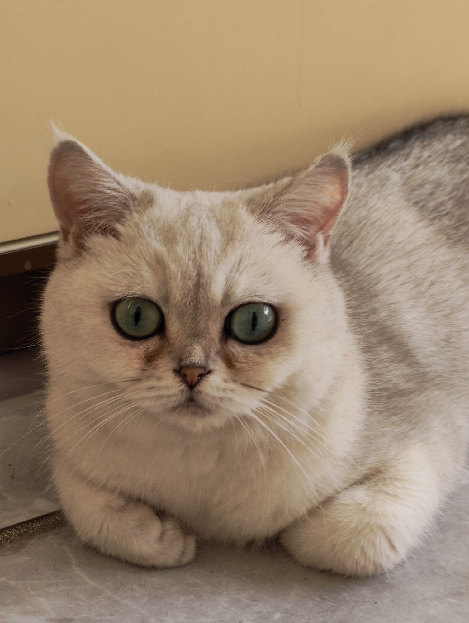 A close-up, eye-level vertical shot shows a light-colored cat with prominent green eyes lying down, facing the viewer. The cat's fur is primarily white with subtle grey tabby markings on its back and ears. Its paws are tucked beneath its body. The background consists of a plain, light yellow wall and a grey tiled floor. The scene appears to be indoors, likely in a residential setting. There is no visible indication of the city of Lindian, China, or any specific urban elements in the image.