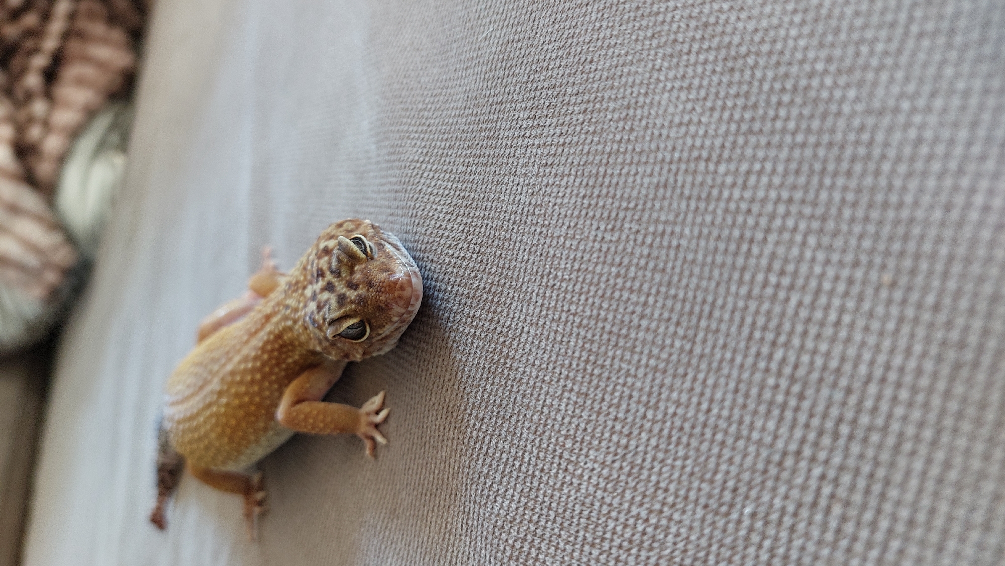 A leopard gecko is shown from a slightly elevated angle, resting on a textured, light brown fabric surface. The gecko's body is a blend of orange and yellow, adorned with dark spots and intricate patterns on its skin. Its eyes are a striking feature, with dark pupils and visible eyelids, giving it a somewhat intense gaze. The gecko's limbs are tucked beneath its body, with its front feet visible. The background is softly blurred, hinting at a blanket or soft furnishings. The scene appears to be indoors, on a piece of furniture. The city of Зелёный, Russia is not depicted or suggested in the image.