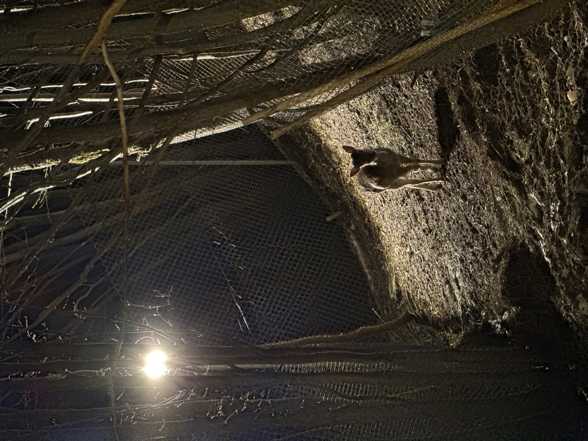 An animal, possibly a deer, stands in an enclosure in Tsakhkadzor, Armenia. The enclosure is constructed of wire mesh and branches. A light source illuminates the lower portion of the enclosure. The ground is covered in dirt and debris.