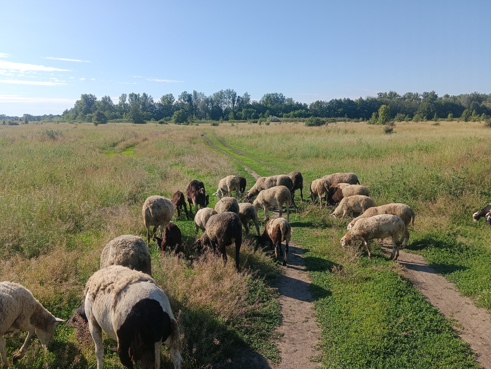 A flock of sheep grazes in a grassy field under a clear blue sky. The field is bordered by a line of trees in the distance and a dirt path winds through the scene. The sheep are diverse in color, with some being white, brown, and black. Most of the sheep are facing away from the camera, engaged in eating grass. One sheep in the foreground is facing left, with its head down, grazing. The overall setting suggests a rural or agricultural area.