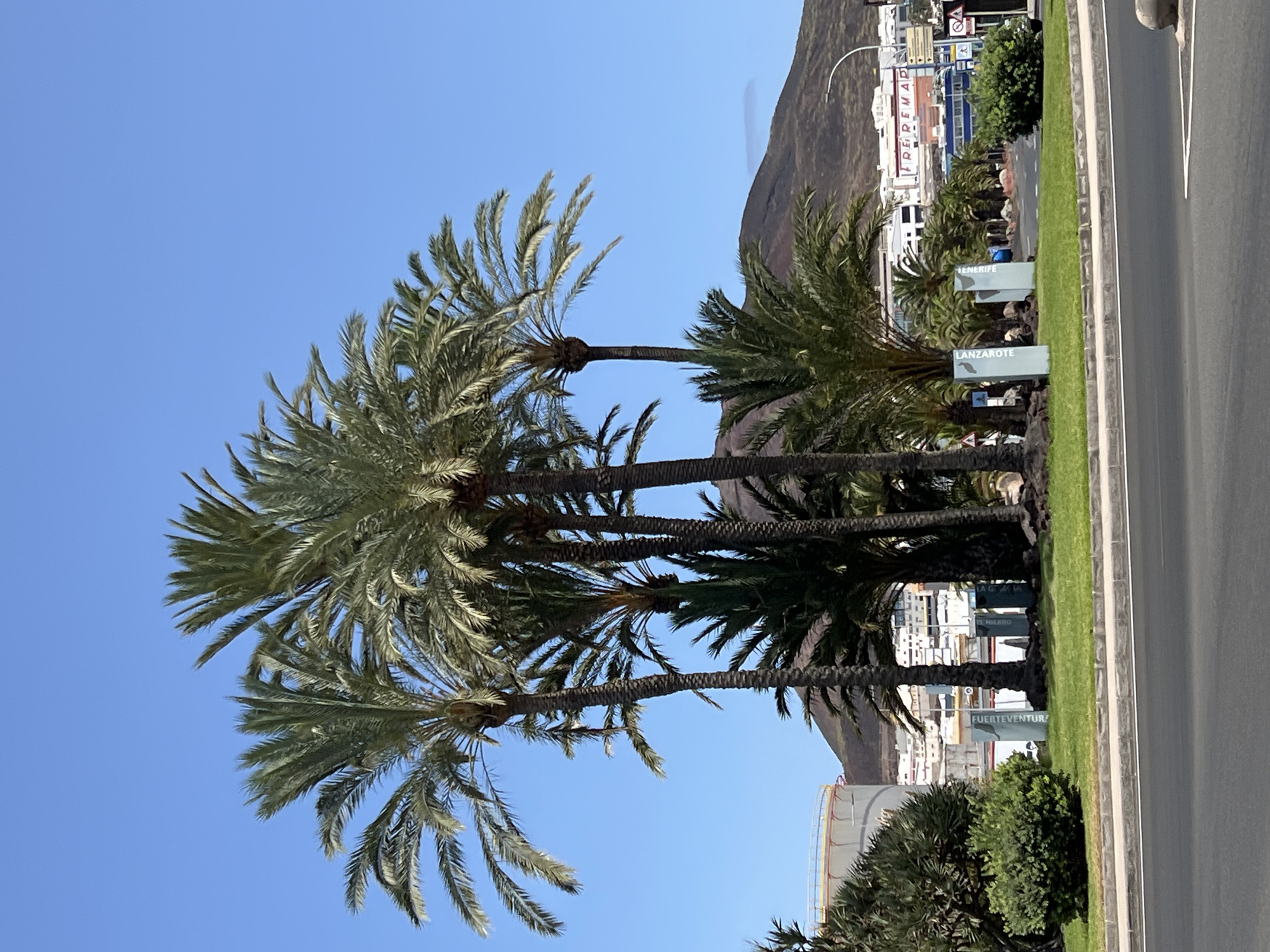 The image depicts a sunny day with a clear blue sky over a city scene in Las Palmas, Spain. A prominent cluster of tall palm trees dominates the foreground, with their fronds spread wide against the sky. In the midground, a road with grey asphalt curves around a green, manicured lawn. Several light blue rectangular signs with text are positioned on the lawn, and a few smaller bushes are visible. Behind the palm trees and lawn, buildings of various sizes and colors line the landscape, forming a cityscape. A large, dark, mountainous hill rises in the background. To the left of the palm trees, a large white cylindrical structure, possibly a water tower or industrial tank, is partially visible, with red and yellow bands near its top. The scene is an outdoor urban environment, characterized by vegetation, infrastructure, and residential or commercial buildings. There are no people visible in the image. The lighting suggests it is midday.