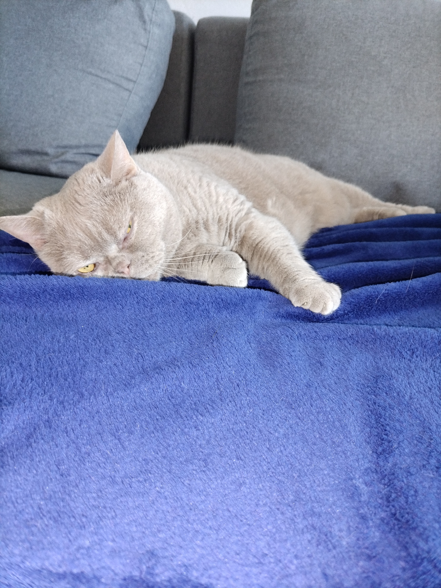 A light gray cat with yellow eyes is sleeping on a blue blanket. The cat is lying on its side, with its head resting on its paws. The blanket is spread out on a couch, which is also covered in a gray fabric. The background of the image is blurred, but it appears to be a living room. The image was taken in the city of Smalyavichy, Belarus.