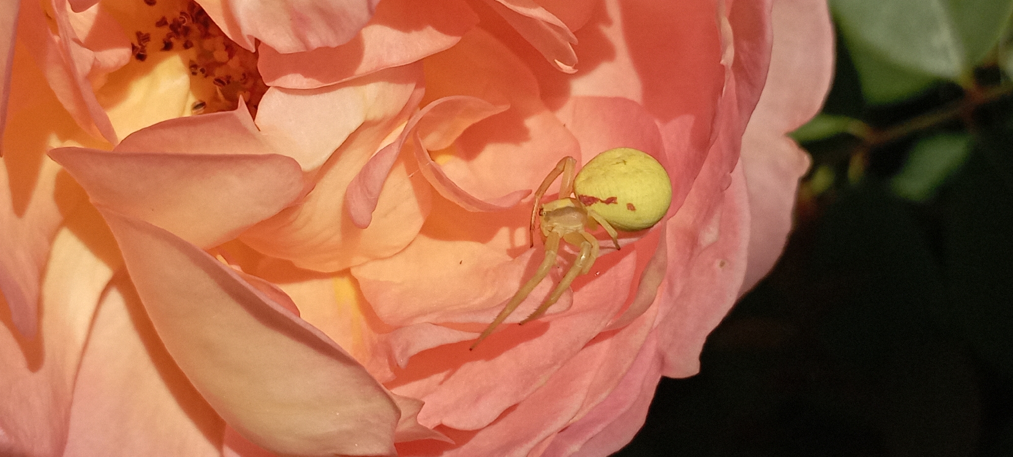 A close-up, top-down view captures a small, light-green spider with spindly legs positioned on the velvety pink petals of a rose. The spider's abdomen is a pale yellow with a distinctive reddish-brown marking. Its legs are extended, with some appearing slightly blurred, suggesting movement or the effect of shallow depth of field. The rose petals are soft and rounded, with subtle variations in color ranging from pale pink to a warmer peachy hue. Shadows are cast across the petals, creating a sense of depth and texture. The background is dark and out of focus, with hints of green foliage visible at the bottom, indicating the natural environment. The image appears to be taken outdoors, likely in a garden. There is no information available to indicate the specific location within the city of Radisne, Ukraine.