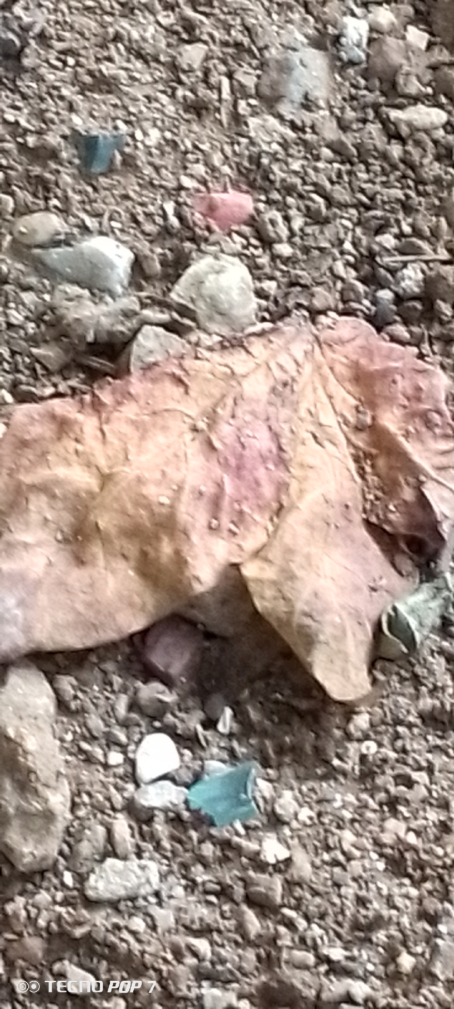 The image shows a close-up, overhead view of a dry, fallen leaf resting on a bed of small stones and gravel. The leaf is large and has a wrinkled texture, with colors ranging from light brown to pinkish-red, indicating it is likely old and dry. Scattered among the stones are a few small, brightly colored pieces of what appear to be plastic or glass, one a bright teal and another a pinkish-red. The ground is composed of various shades of gray and brown rocks and pebbles. The lighting suggests it is daytime, with no specific indicators of time of day or weather conditions. The overall scene is one of natural debris on the ground, with some man-made litter interspersed. A watermark at the bottom left corner reads "TECNO POP 7". There are no people or discernible human activity visible in the image. The context provided places the location as Altagracia, Venezuela.