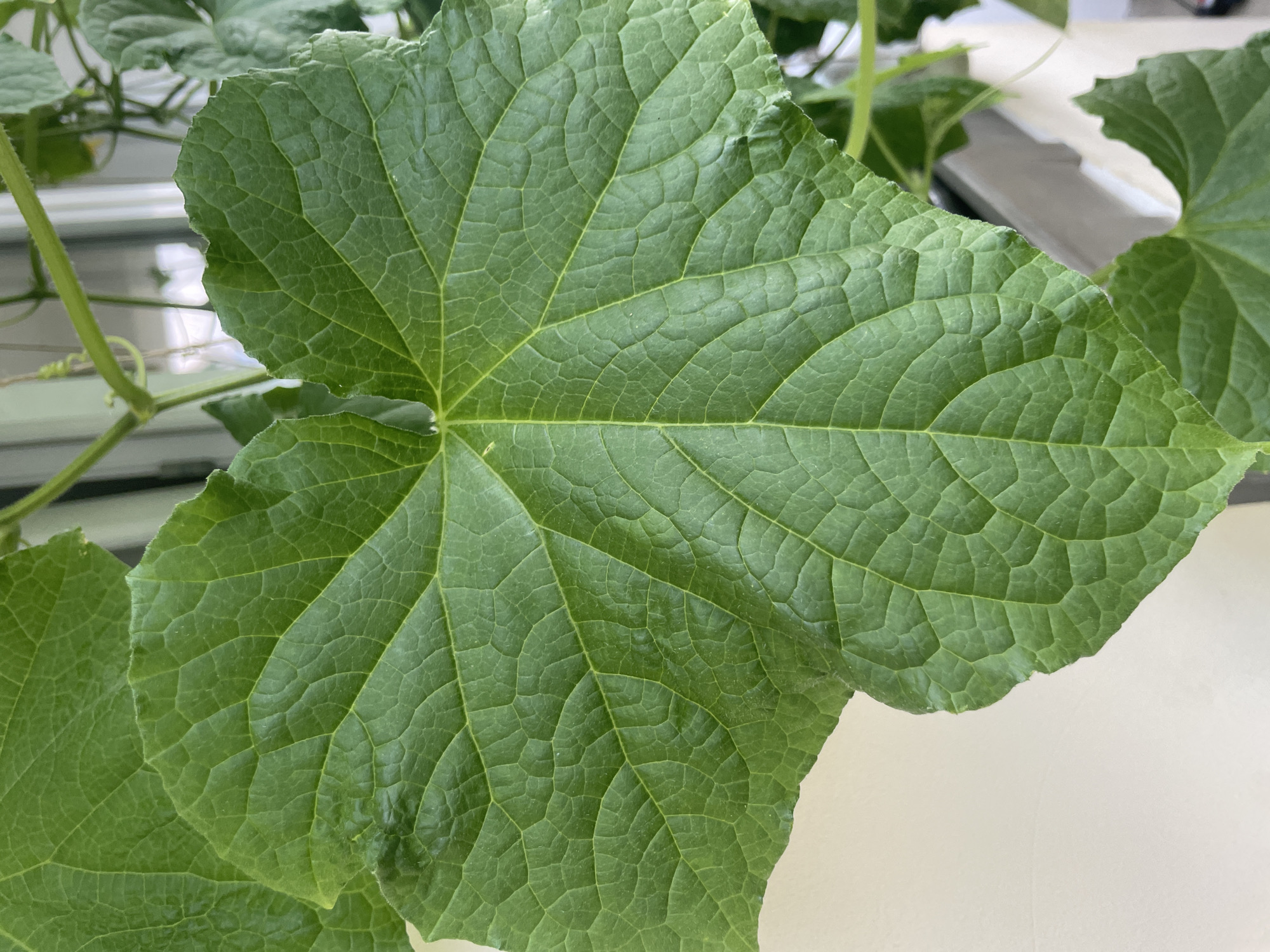 A close-up, overhead shot focuses on a large, vibrant green leaf with prominent veins and a deeply lobed shape. The leaf's surface is textured with a network of smaller, polygonal cells. A light-colored wall is visible in the lower left corner, contrasting with the rich green of the foliage. In the background, blurred green stems and more leaves suggest a plant growing outdoors. The scene is devoid of any human presence or activity. The image was taken in Laishevo, Russia.