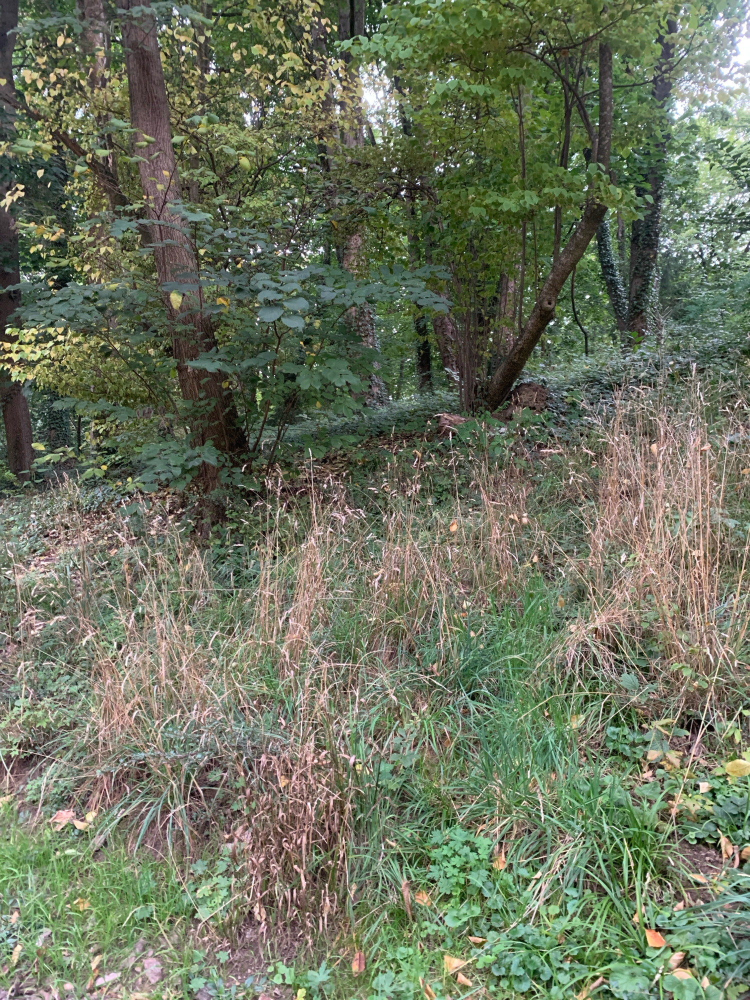 The image shows a dense, overgrown forest floor with various types of vegetation. In the foreground, there are patches of dry, tall grass mixed with green grass and small, leafy plants. The ground is uneven and appears to be covered with fallen leaves and debris. In the mid-ground and background, there are numerous trees of varying sizes, with thick trunks and branches. Some trees have ivy growing on them. The foliage is predominantly green, with some yellowing leaves visible, suggesting a transition from summer to autumn. The lighting is diffused, indicating an overcast day or heavy tree canopy. There are no people, animals, or man-made structures visible in the scene. The scene depicts a natural, wild environment. No specific location in the city of Lviv, Ukraine can be identified from the visual information provided.