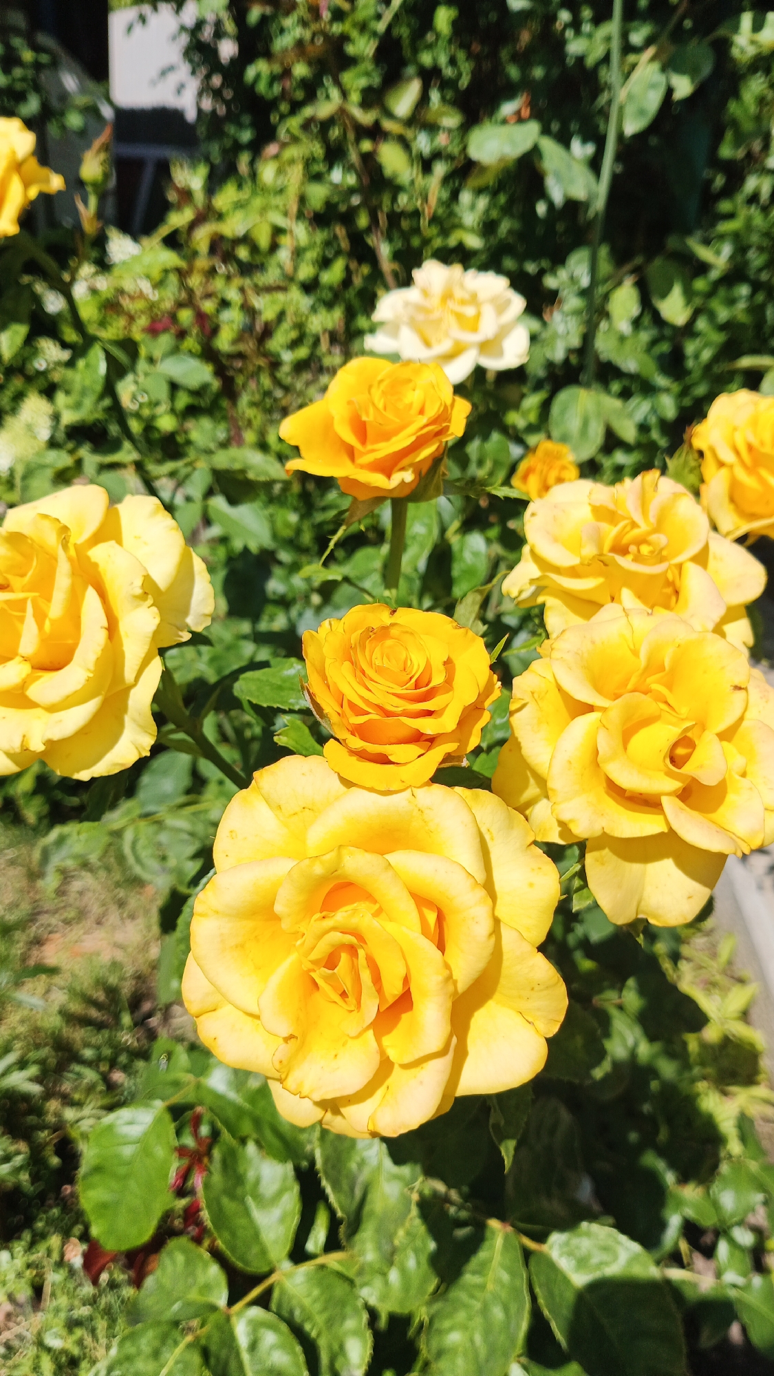 This is a medium shot of a cluster of yellow roses in bloom, set against a background of green foliage and dappled sunlight. The roses are predominantly in focus, with varying degrees of bloom. Some are fully opened, showcasing layers of petals, while others are still in bud. The lighting suggests it is a sunny day. The environment appears to be a garden. The image does not contain any people or discernable urban features that would specifically place it in Kryvyi Rih, Ukraine.