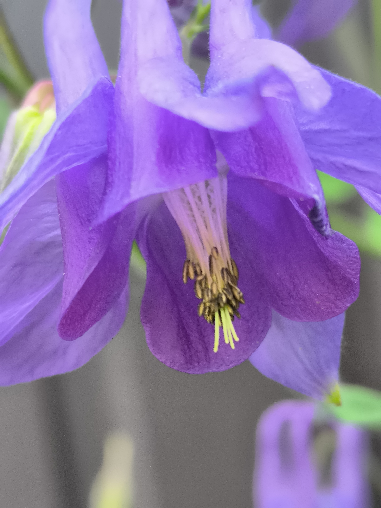 The image presents a detailed, close-up view of a single purple bell-shaped flower, likely a columbine (Aquilegia), rendered with a shallow depth of field. The prominent central structure consists of numerous slender, pale yellow-green filaments terminating in darker, brownish-yellow anthers, all extending downwards from the core of the bloom. The surrounding petals exhibit varying shades of purple, from lavender to deep violet, and display subtle surface textures. The background is heavily blurred into a soft, indistinct field of muted grey-green, with minor lighter green and yellow-green elements suggesting distant foliage. No people are present. The image contains no visual information to corroborate the specified location of Dercekliai, Lithuania.