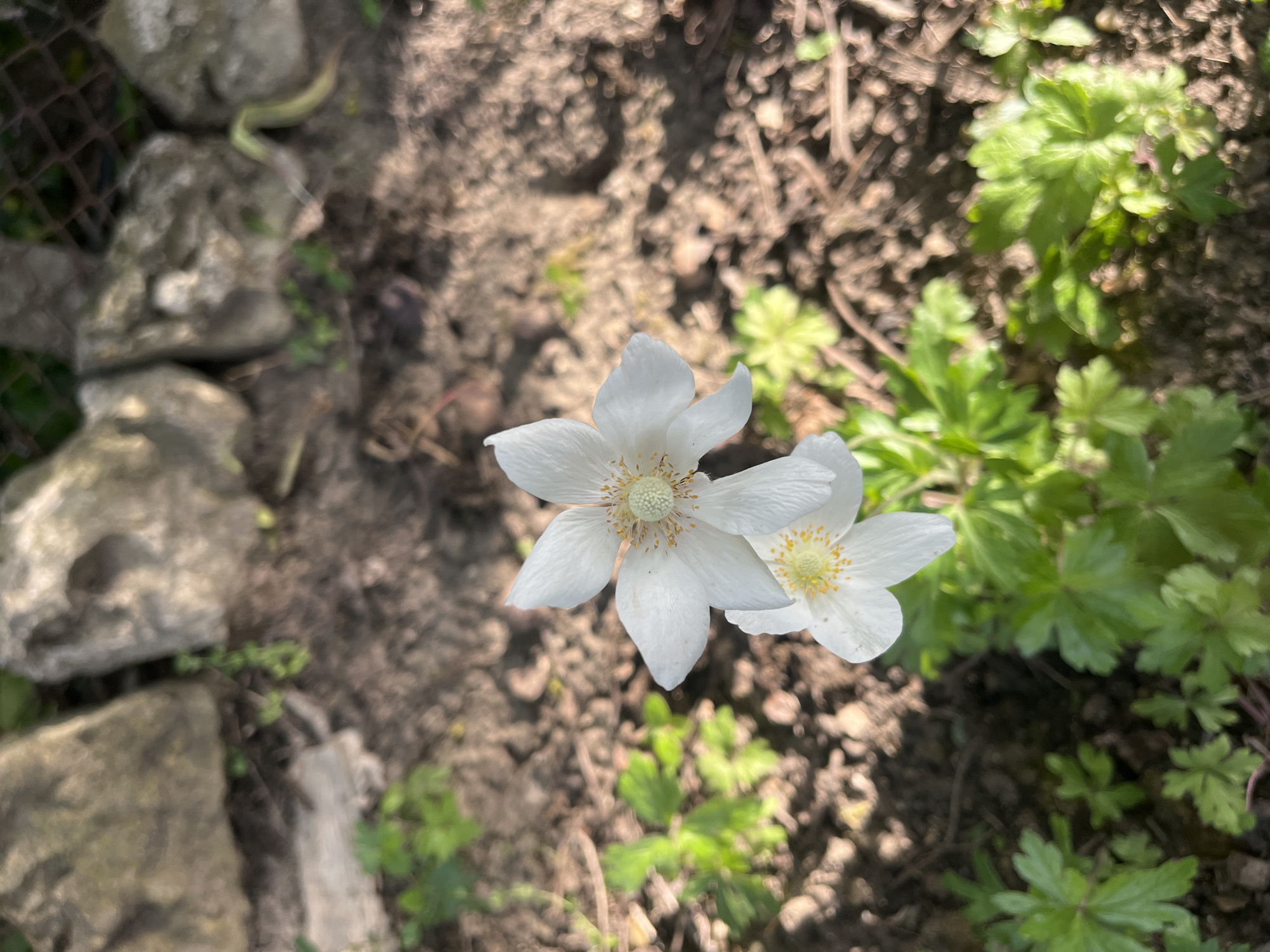 A close-up, slightly elevated shot depicts two white anemone flowers with yellow centers growing in a garden in Varna, Bulgaria. The flowers are the main focus, with the surrounding environment providing context. The ground is covered in loose soil and scattered with small green plants. To the left, there are several light gray rocks next to a weathered wire fence partially obscured by shadow. A light-colored, thin, snake is partially visible in the top left corner atop the stones and adjacent to the fence. The lighting is bright, suggesting daytime, and casts sharp shadows, creating a contrast between the illuminated flowers and the shaded areas of the garden.