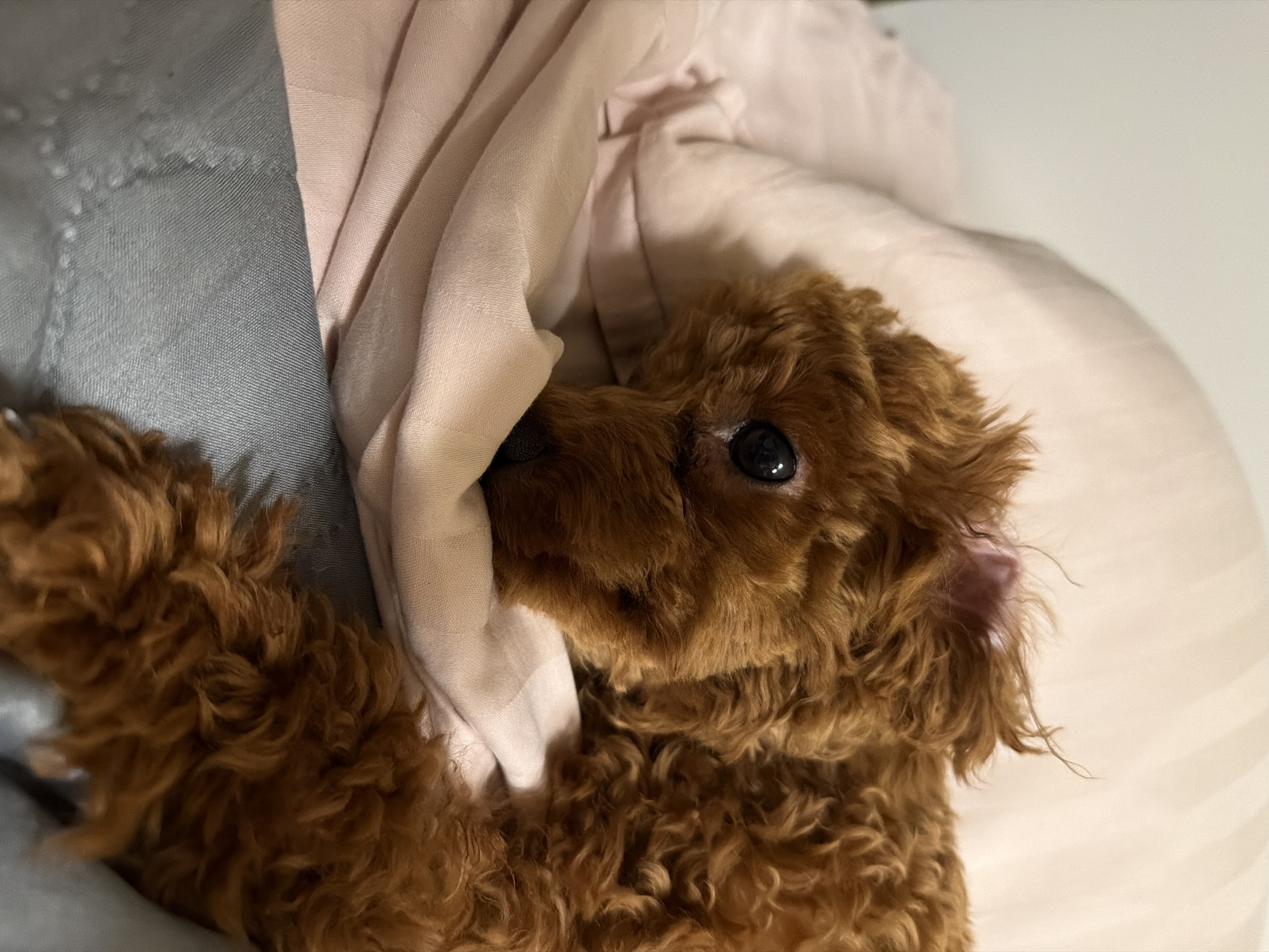 A close-up shot shows a small, reddish-brown dog with curly fur lying on a bed with light pink and gray bedding. The dog's head is resting on its paws, and its eyes are closed, giving the impression that it is sleeping or resting. The background is out of focus, with hints of striped patterns on the bedding. The lighting is soft and warm, suggesting an indoor setting. There is no indication of the location in Sofia, Bulgaria.