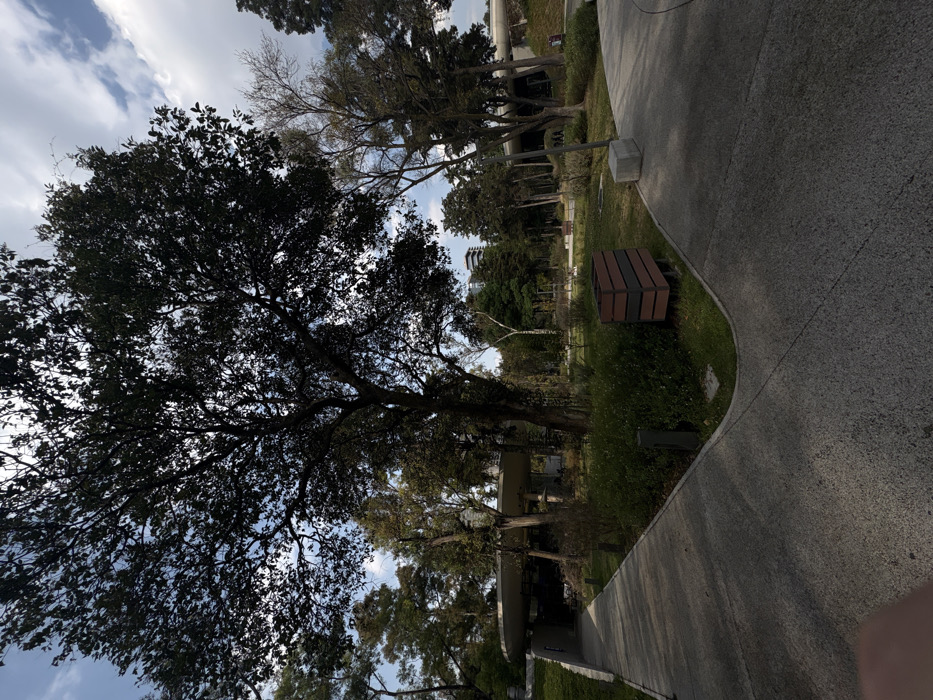 A sprawling tree with dense, dark foliage dominates the view, contrasting with a brighter sky dappled with clouds. A winding concrete path edges a grassy area with several trees and vegetation. A brown and red brick planter sits beside the path. A building peeks through the trees in the distance. The perspective gives the image a sense of height and openness.