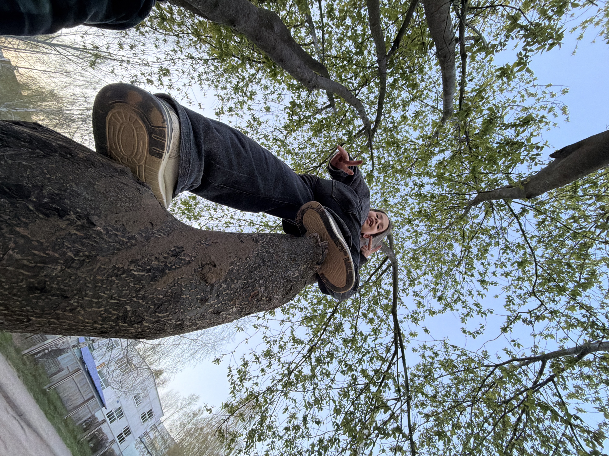 A low-angle shot shows a person standing on a thick tree branch in Chaikovsky, Russia. The individual is wearing dark jeans, a dark jacket, and tan sneakers with prominent soles. They are positioned sideways on the branch, facing the camera, and making a peace sign with both hands. Above them, the sky is visible through the dense canopy of a tree with new spring leaves. Below the branch, part of a building with multiple windows can be seen. The tree branch itself is thick and covered in rough bark. The angle suggests the photographer is on the ground looking up.