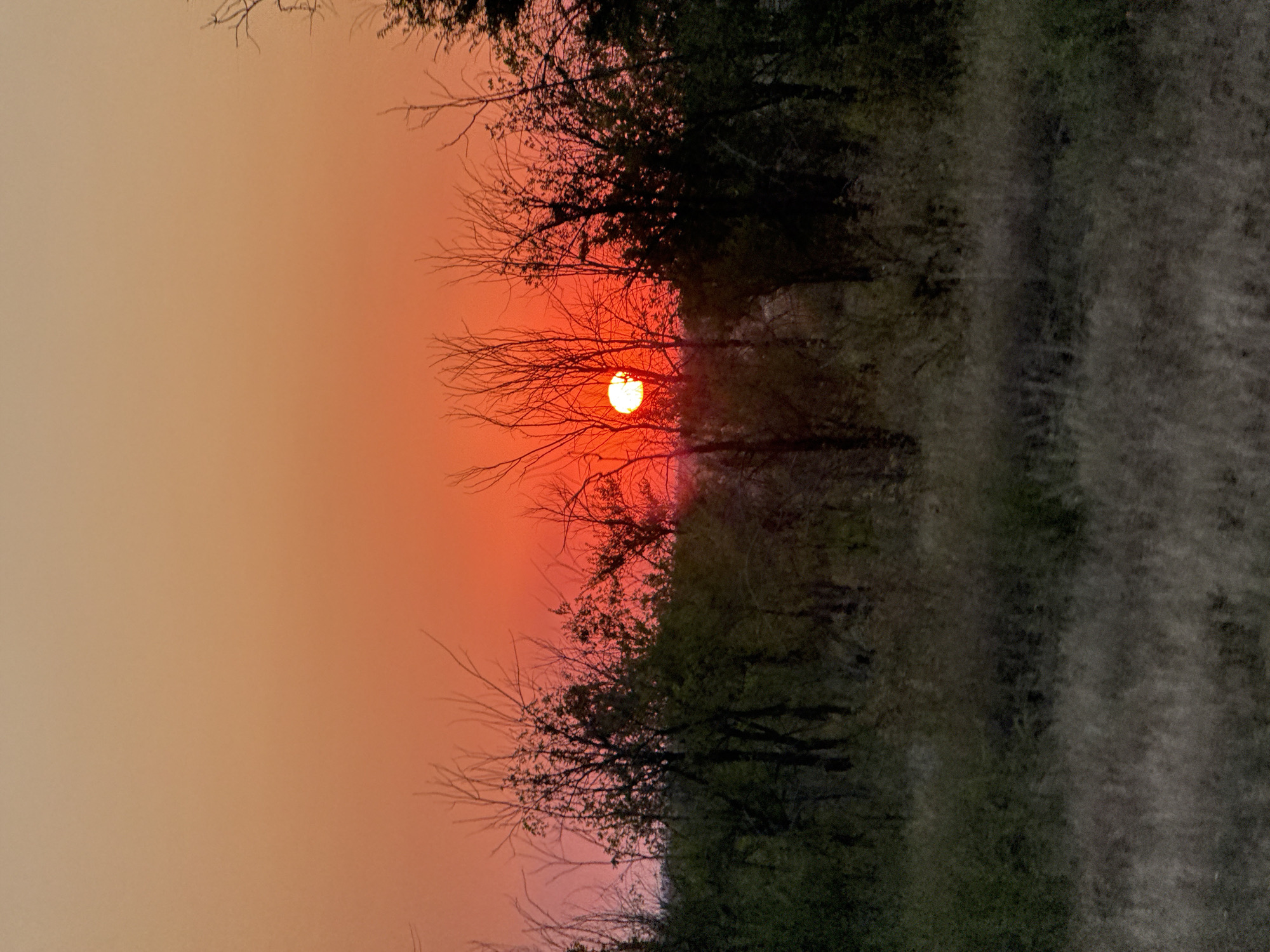 A sunset paints the sky in vibrant hues of orange and red over a rural landscape. Silhouetted trees with bare branches, some with sparse green foliage, stand in the middle ground, creating a textured border against the fiery sky. In the foreground, dry, tall grass covers the ground, its muted tones contrasting with the dramatic sky. The sun, a bright white disc, is partially obscured by the trees, casting a warm glow across the scene. The image appears to be taken in an outdoor, natural setting, possibly a field or meadow, in the region of Пугачёв ауылдық округі, Kazakhstan.