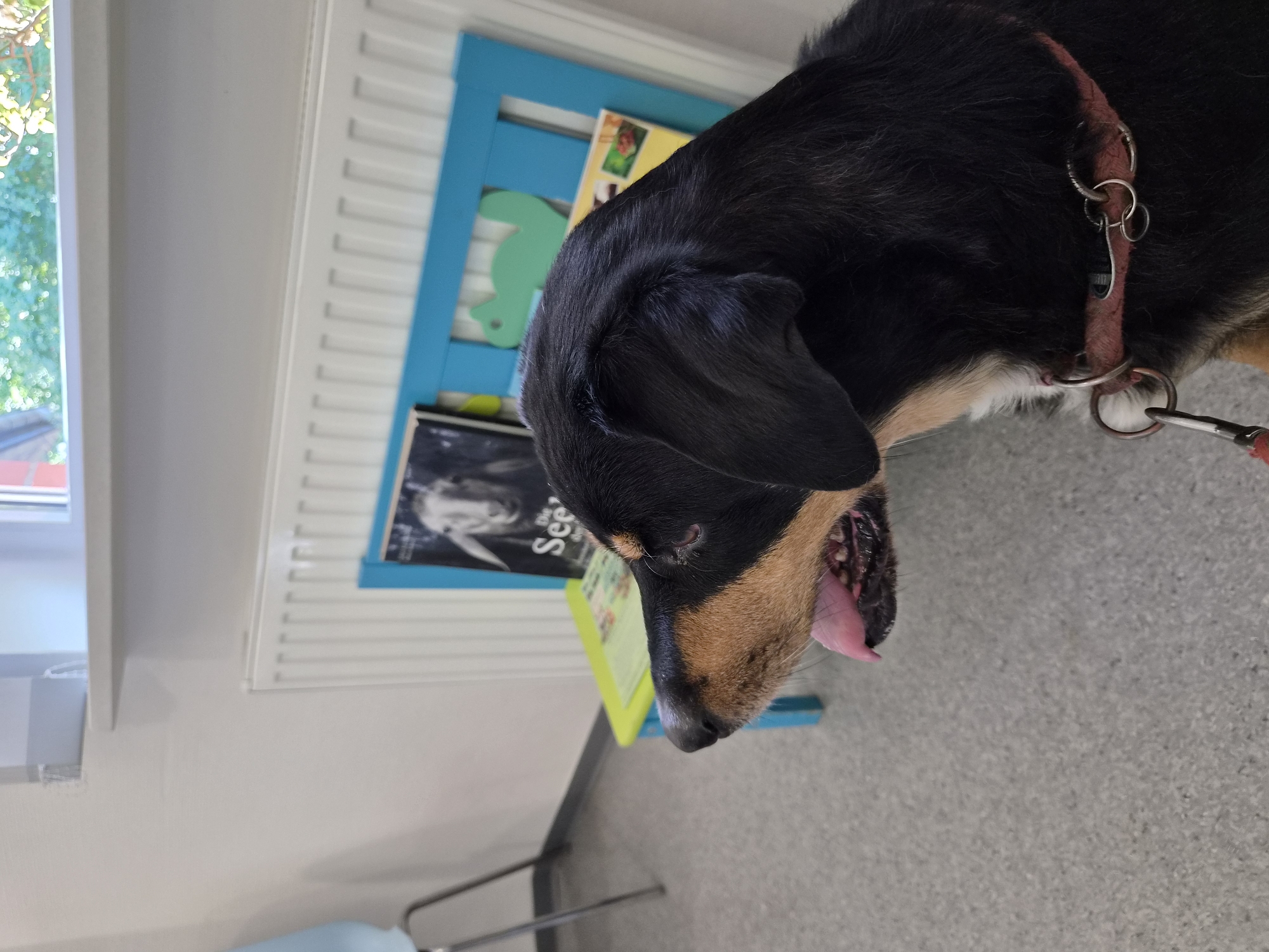 A medium shot captures a dog in profile, its head and upper body filling the foreground of a room. The dog, with black fur and tan markings on its muzzle and around its eyes, is panting with its tongue out. It wears a red collar with metal attachments. In the background, a white radiator is visible, and behind that, a bright blue shelf unit with colorful books and a green cutout decoration. Further back, a window with greenery outside and a glimpse of a building can be seen. The floor appears to be a speckled grey linoleum. This scene is likely within a public building, possibly a waiting area, in Schiffdorf, Germany.