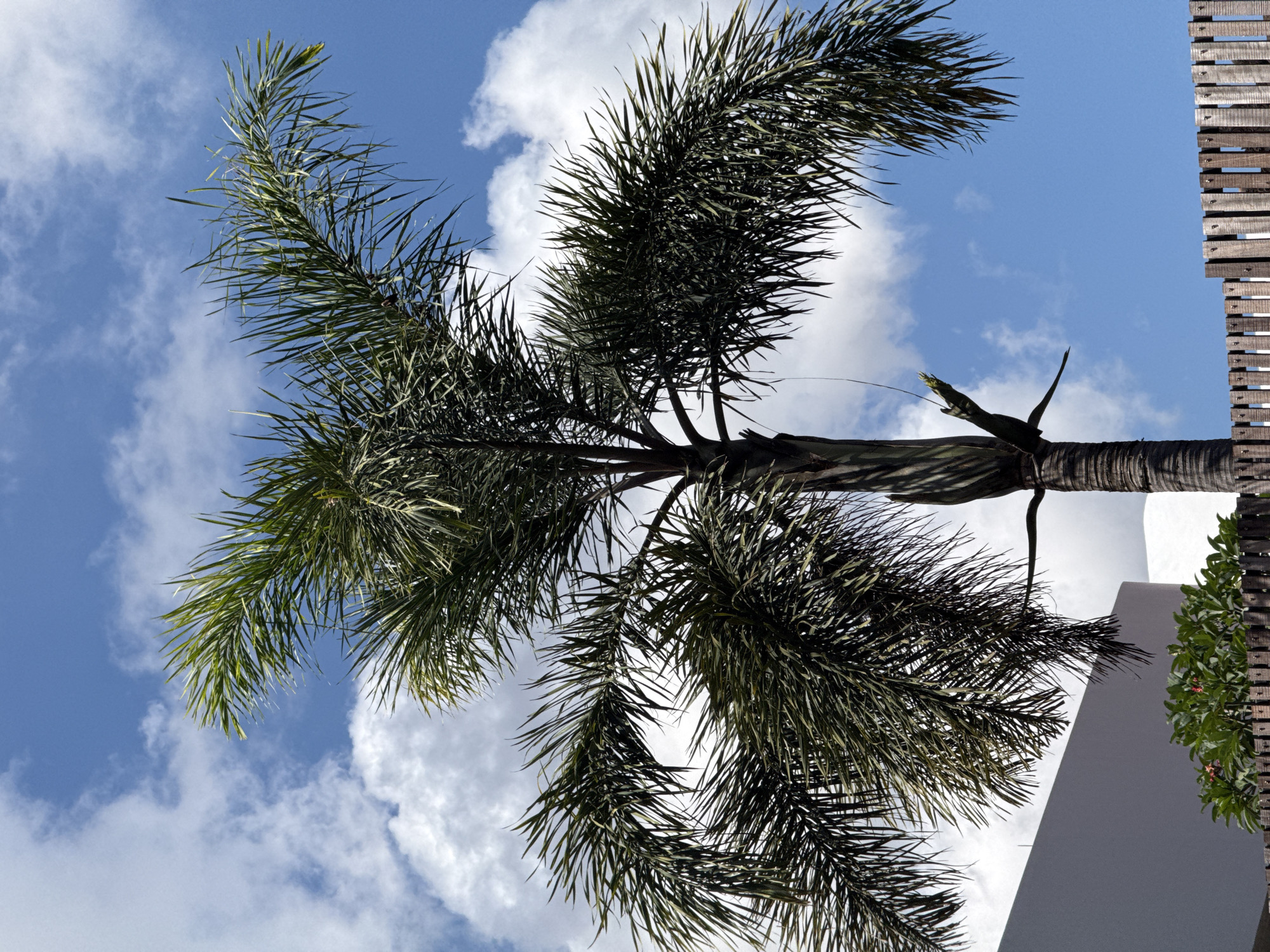 This outdoor photograph, rotated 90 degrees clockwise, captures a vibrant tropical scene under a clear blue sky dotted with fluffy white clouds. The dominant subject is a tall palm tree, likely a Foxtail Palm (Wodyetia bifurcata), whose rich green fronds with their characteristic narrow, spiky leaflets fill much of the left and central parts of the frame. The textured trunk of the palm is visible along the right side of the main image, ascending towards the top.
In the background, towards the lower right of the main image, a modern white building or wall with a distinct curved or angled edge is visible. Adjacent to this structure, on the far right edge of the frame, is a weathered wooden fence composed of horizontal slats. A small section of dense green foliage, possibly a bush or small tree, peeks out between the white building and the wooden fence.
The perspective is upward-looking, emphasizing the height and spread of the palm tree against the expansive sky. The bright sunlight indicates it is daytime, likely mid-day, creating strong contrasts and shadows on the palm fronds and trunk. There are no people or discernible activity, lending a serene atmosphere to the scene. Given the tropical flora and architectural style, the setting is consistent with North Kuta, Indonesia. No text is visible in the image.