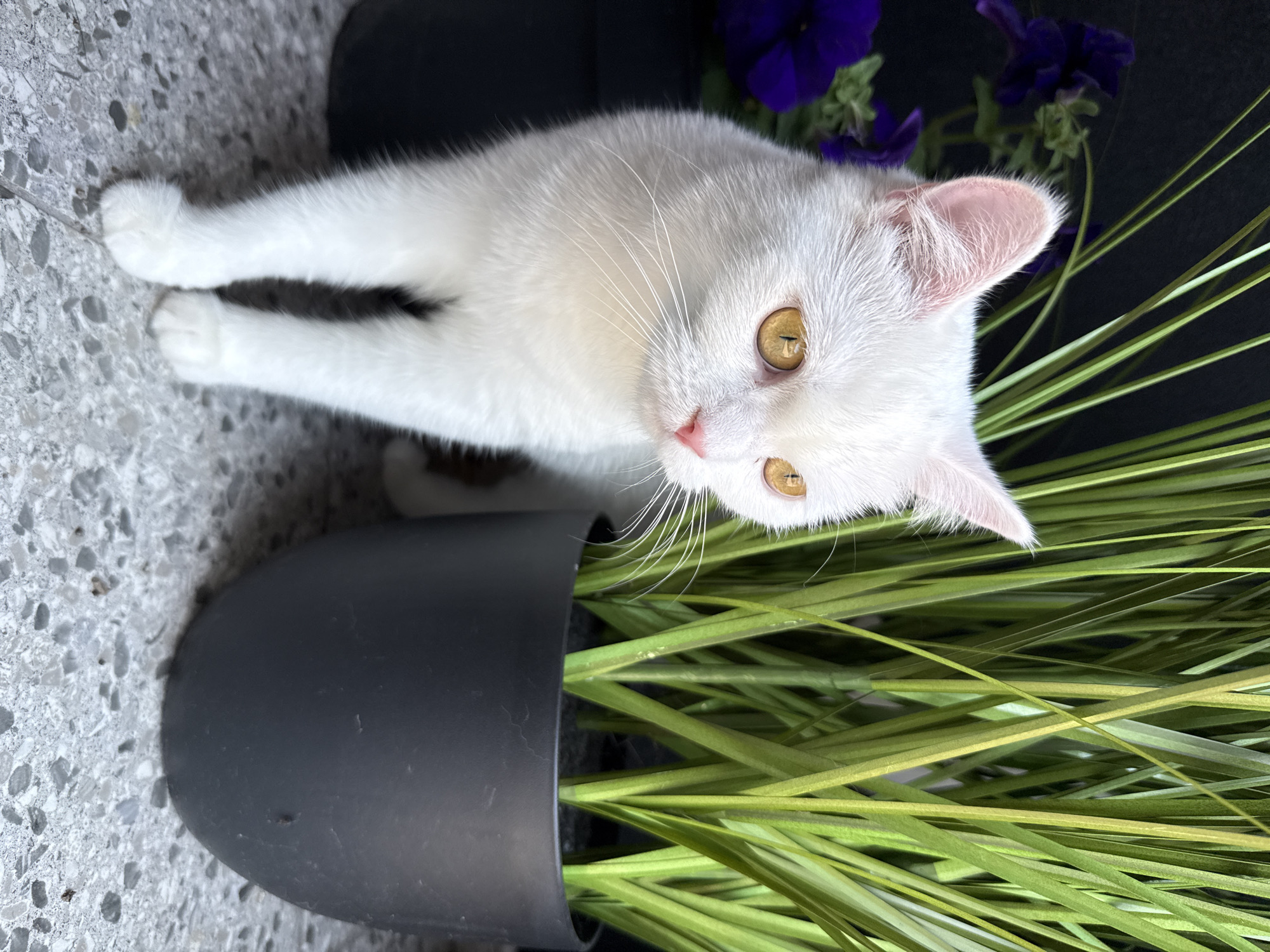 A white cat with yellow eyes stands on a speckled grey surface next to a large black pot containing tall, green, artificial grass. In the background, to the left of the cat, are dark purple petunias in a dark pot, and behind them is a black background. The cat is facing to the right, with its head turned slightly towards the viewer.