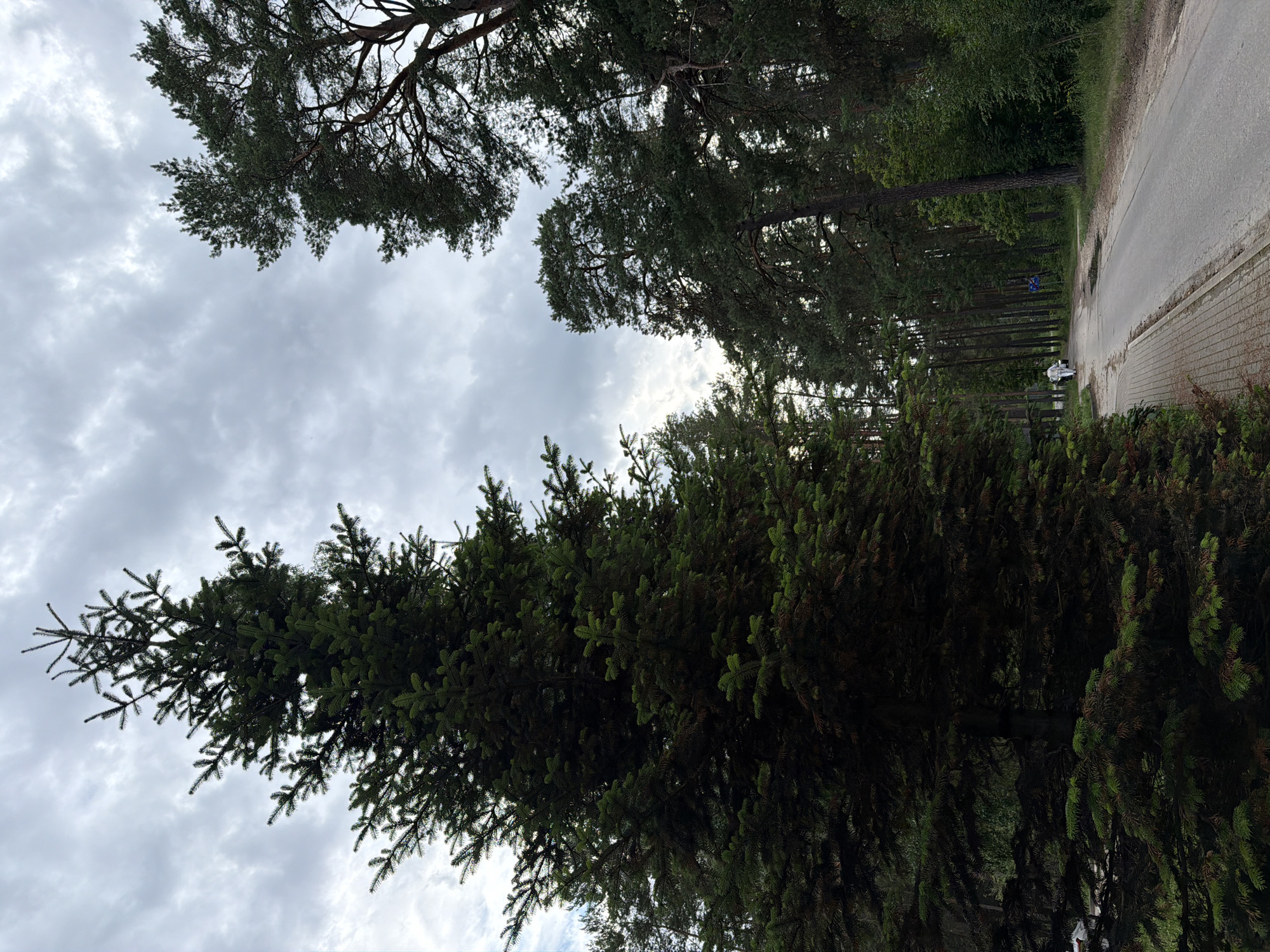 A tall evergreen tree dominates the foreground of this outdoor, low-angle shot. The tree's dark green foliage and textured bark are visible. Behind the tree, a paved road curves to the right, bordered by a brick sidewalk. The road leads into a forest of tall pine trees. A person in a white outfit is walking away from the camera on the sidewalk. The sky above is overcast with gray clouds. The scene appears to be in Upeslejas, Latvia, given the context.