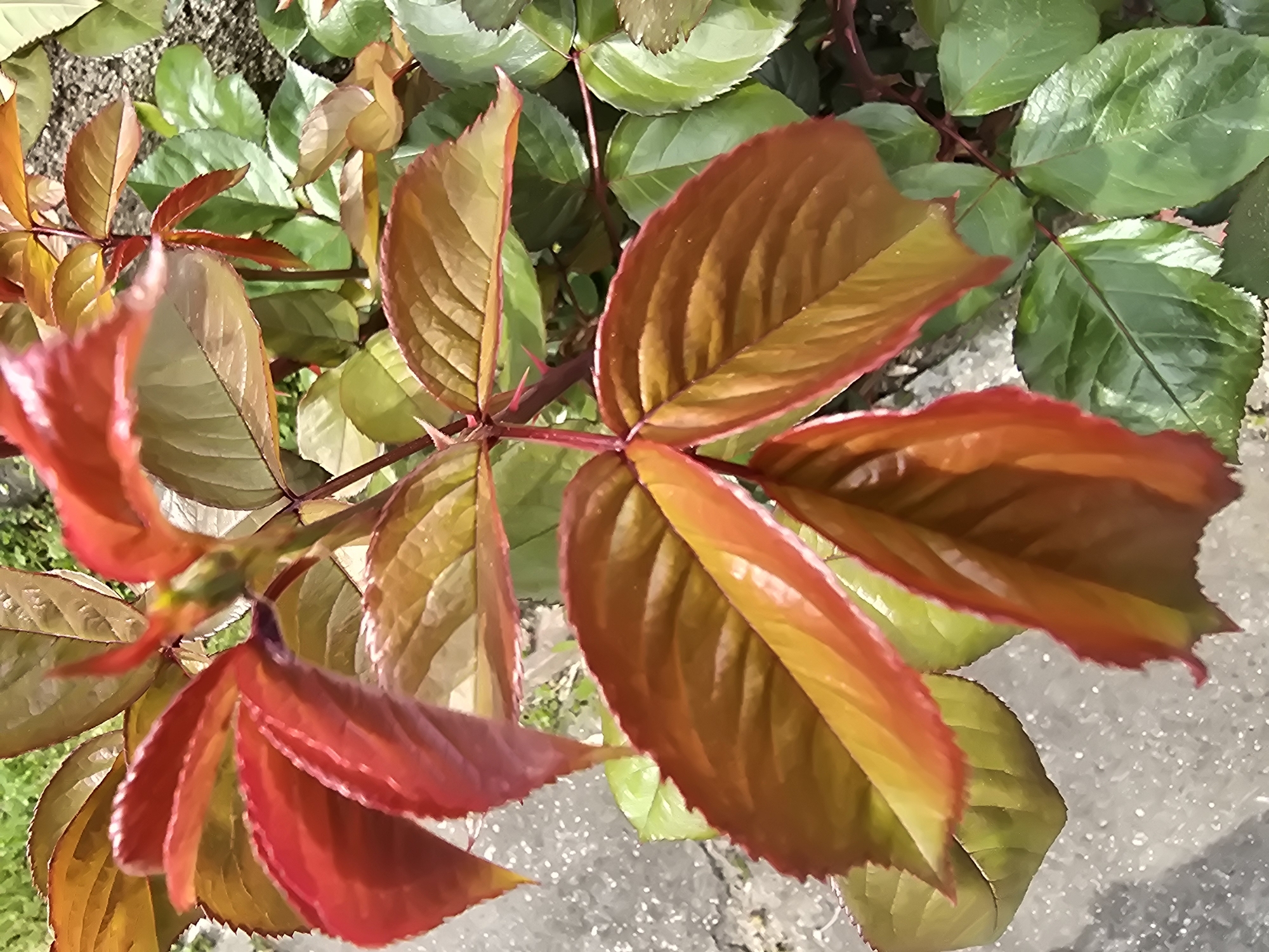 The image depicts a close-up of a plant with reddish-brown and green leaves, located in an outdoor setting near a paved surface. The red and brown leaves are prominent in the foreground, while green leaves are visible in the background. The composition suggests a garden or natural setting within an urban environment.