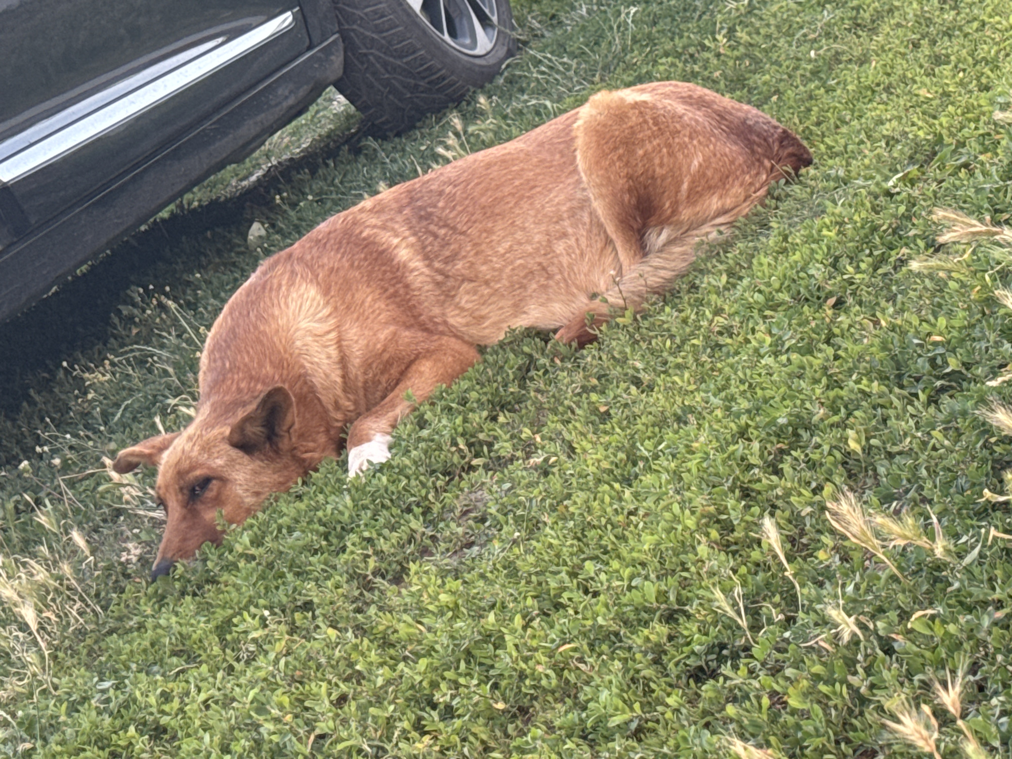 A medium-sized, reddish-brown dog is lying on its side in a grassy area next to a dark-colored car. The dog's head is resting on the ground, and its eyes are open. One of its front paws, which has white fur, is visible. The car's tire and lower body are partially visible in the upper left corner of the image. The environment appears to be a rural or suburban setting, likely in or around the city of Bălți, Moldova. The grass is green and lush, with some dried stalks of wheat or other grass mixed in. The lighting suggests it is daytime, possibly late afternoon or early evening due to the angle of the shadows.