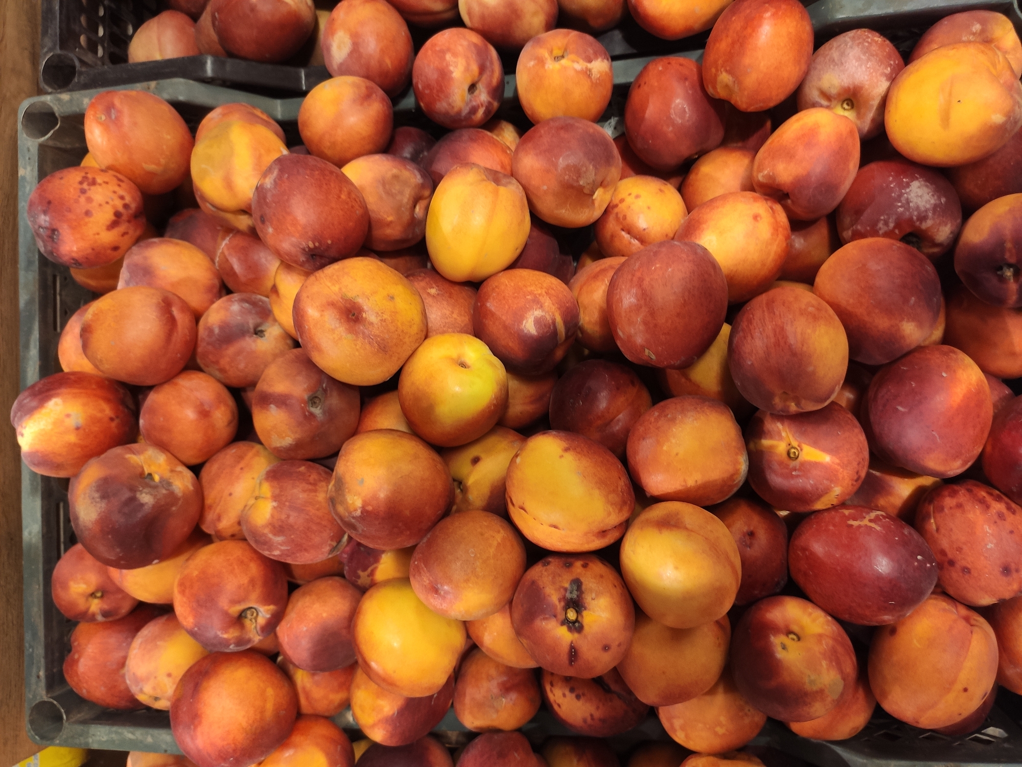 The image shows a close-up, overhead view of a large quantity of ripe nectarines piled high in a dark green plastic crate. The nectarines are a mix of red, orange, and yellow hues, with some showing slight bruising or blemishes. The crate appears to be filled to the brim, with many of the fruits spilling over the edges. The background consists of a blurry wooden surface. The scene is consistent with a market stall in Tashkent, Uzbekistan, where fresh produce is commonly sold. There are no people or specific actions depicted, only the arrangement of the fruit in the crate.