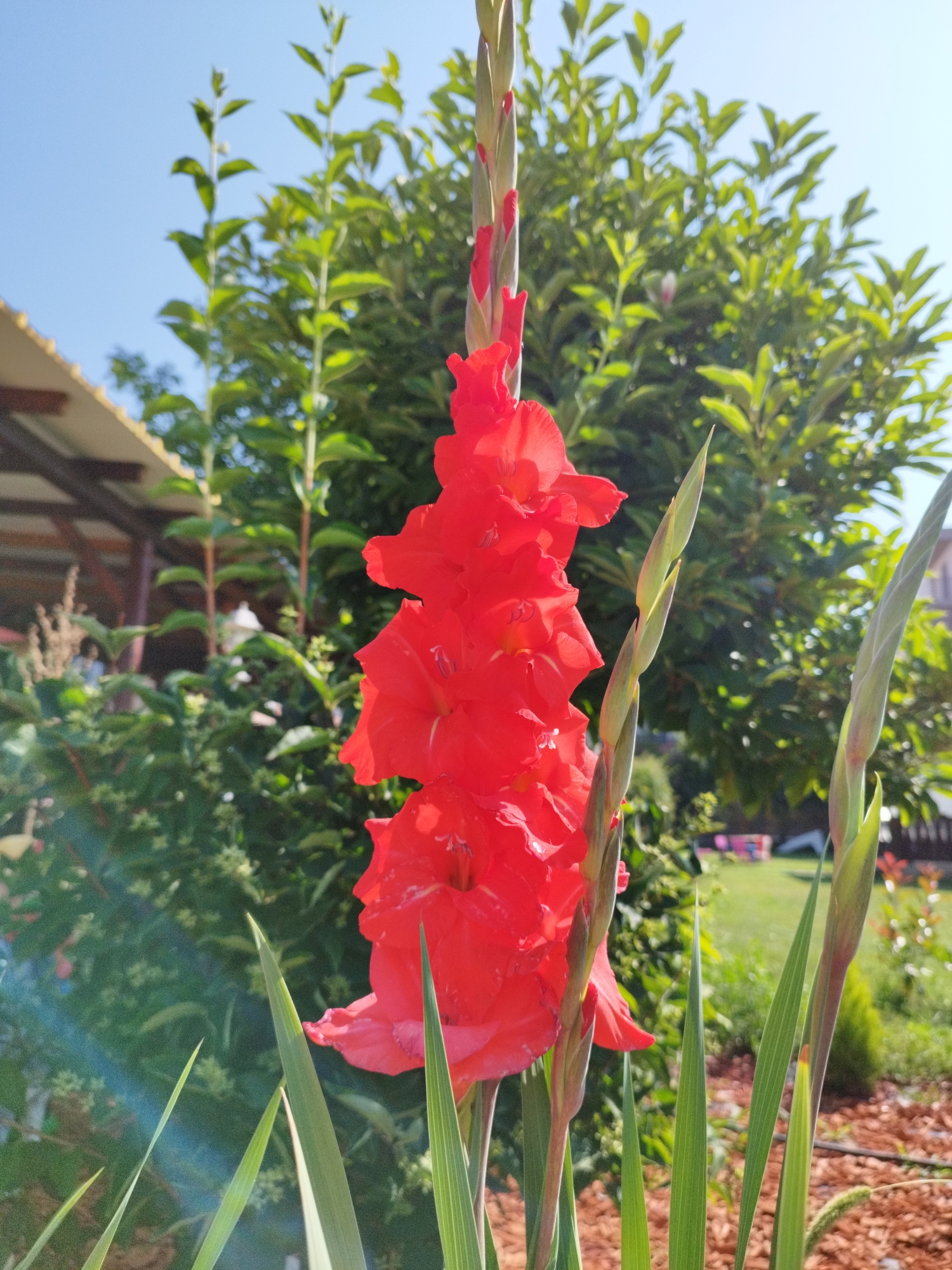 A close-up, low-angle outdoor shot features a vibrant red gladiolus flower in the foreground, its petals unfurling upwards. The flower is in sharp focus, with its stem and unopened buds visible. Behind the gladiolus, a dense green hedge of trees and foliage forms a lush backdrop. To the left of the image, a portion of a wooden pergola or covered patio is visible, with subtle hints of people in the background, suggesting an outdoor gathering or a park-like setting. The sky is clear and bright blue. The overall scene evokes a sunny day in a garden or an outdoor public space. While the image does not provide definitive geographical markers, the presence of such flora and outdoor structures is common in parks and gardens throughout cities like Bucharest, Romania, particularly during warmer months.