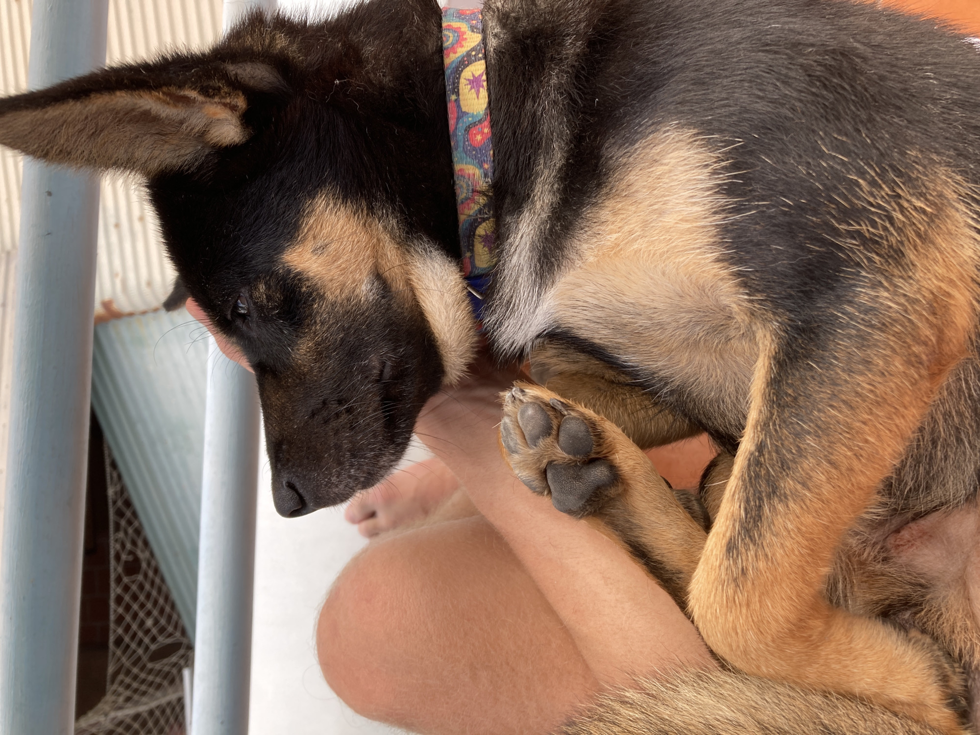 A close-up, high-angle shot depicts a German Shepherd puppy resting on a person's lap. The puppy has black and tan fur and is wearing a colorful collar. The person's leg is visible, and their foot is also visible. The background shows white vertical bars and a wall with a net. The location is Mũi Né, Vietnam.
