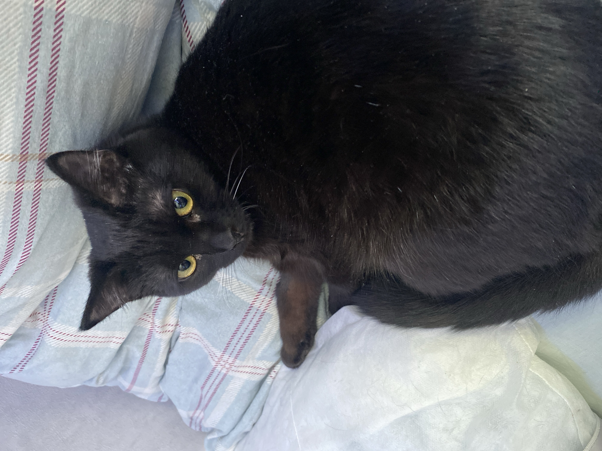 An overhead view captures a black domestic short-haired cat resting on bedding within a room in Izhevsk, Russia. The cat, characterized by its solid black fur and prominent yellow-gold eyes, is oriented with its head facing toward the viewer and its body partially turned away. Its left front paw rests on a rumpled white textile surface. Behind the cat's head and upper back is a light blue plaid textile, patterned with thin white and reddish-brown lines. A plain light-colored wall or headboard is visible along the far left edge of the frame. The cat's posture is relaxed, and its gaze is directed forward. No other individuals or significant objects are visible in the scene.