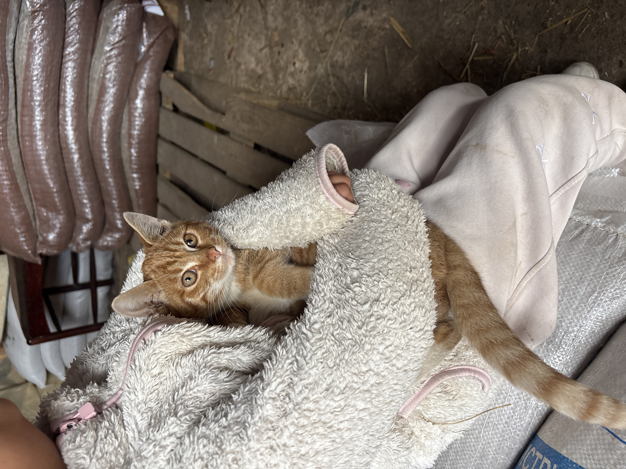 An orange tabby cat is held by an unseen person in a fluffy white jacket with a pink zipper. The cat is looking directly at the camera with its ears perked. The background consists of large, stacked sacks that appear to be agricultural products, along with some wooden planks and a dirt floor. The scene suggests an indoor storage area or barn, possibly in a rural setting. No specific location in Zvenigorod, Russia, can be determined from the image alone.