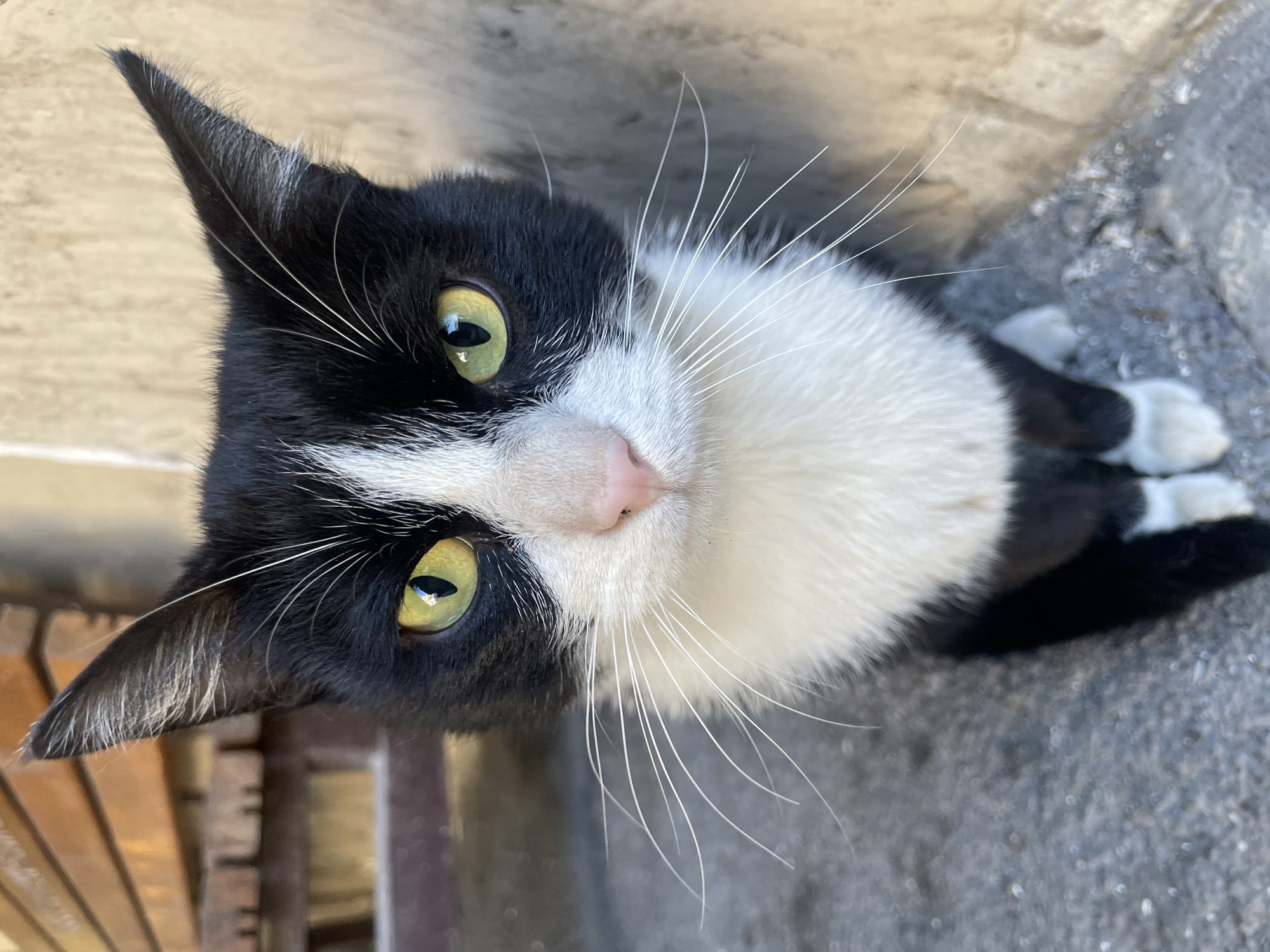 A medium, angled close-up shot depicts a black and white tuxedo cat looking up at the camera. The cat has a white triangular blaze on its face, pale green eyes, and a pink nose. Its whiskers are long and white. The cat is sitting on a light gray surface. A dark gray metal structure appears to be behind the cat. The location is Yerevan, Armenia, though this cannot be visually confirmed in the image.