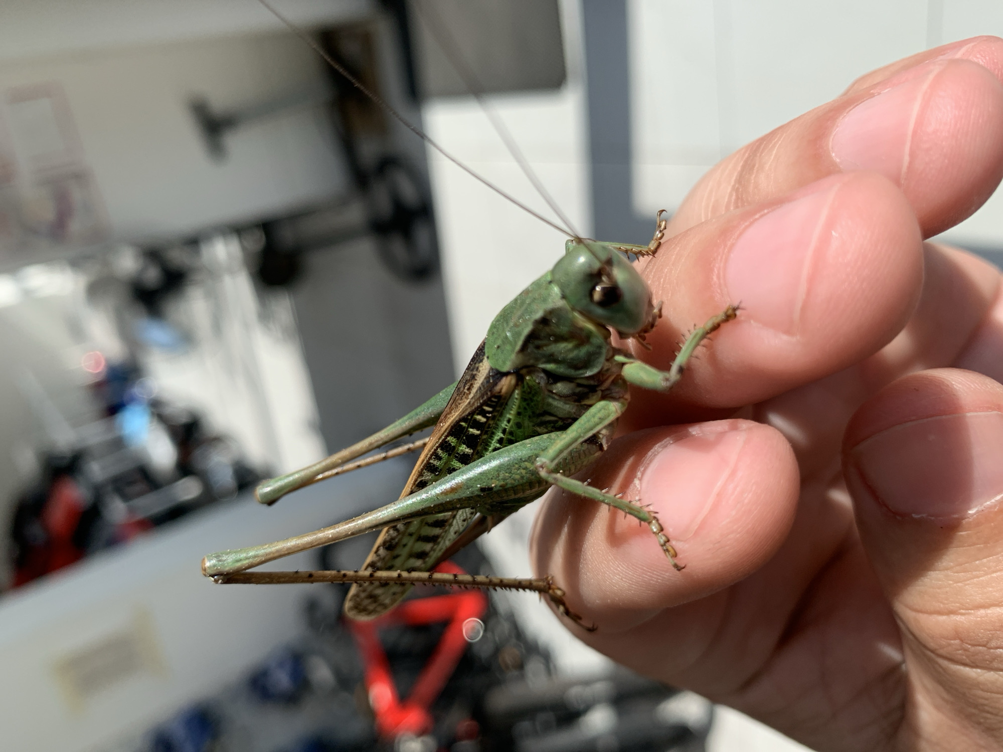 An extreme close-up, eye-level shot focuses on a bright green katydid perched on a person's fingers. The insect is positioned on the right side of the frame, with its body angled towards the viewer. Its long antennae extend upwards and to the right, while its legs are visible gripping the skin. The katydid's wings are partially unfurled, revealing intricate patterns. The person's fingers, with visible fingerprints and nail beds, occupy the lower portion of the frame, providing a soft, fleshy surface for the insect.
The background is blurred and out of focus, suggesting a shallow depth of field. Hints of a park or outdoor area are discernible, with elements of red, black, and blue that could represent bicycles or other recreational equipment. The lighting suggests it is daytime, with sunlight casting shadows.
The location is Kropotkin, Russia.