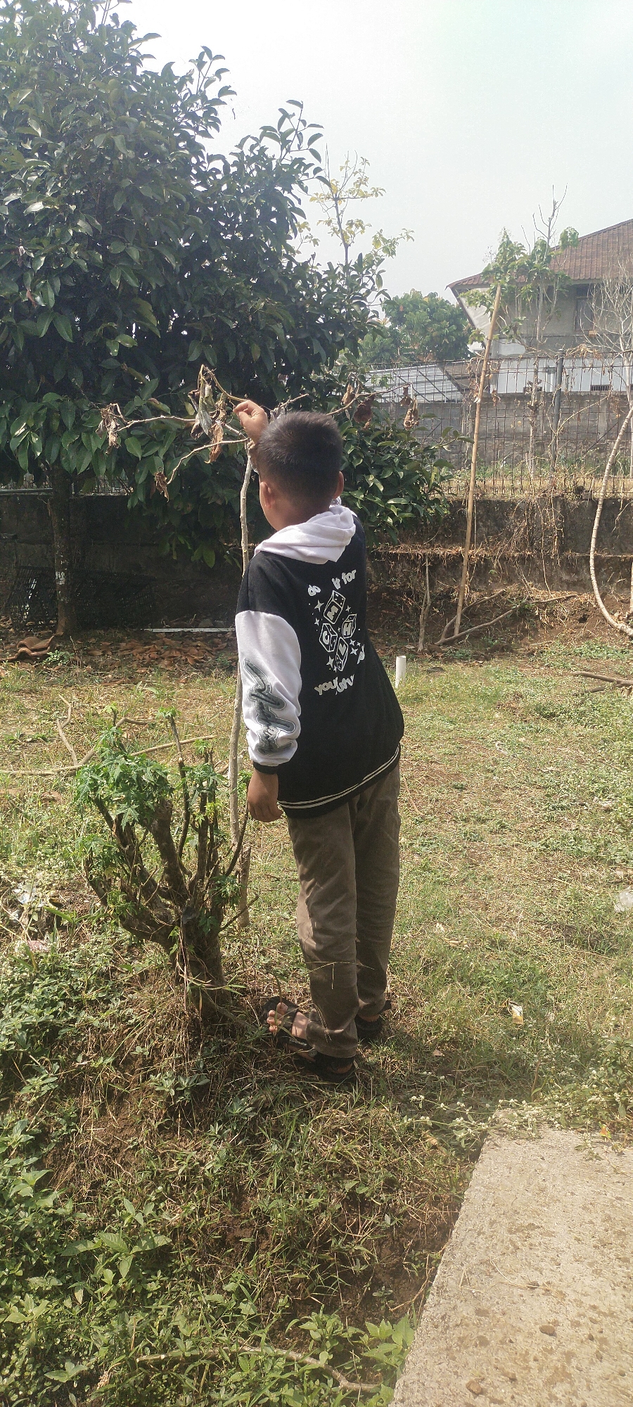 A young boy, viewed from behind, stands in a grassy yard, facing a small, bare tree branch. He is wearing a black hoodie with white sleeves and gray pants. His right hand is extended, touching the tree branch. In the background, a stone wall, a fence, and a building with a brown roof are visible. The ground is covered with dry leaves and grass. The scene appears to be outdoors in a residential area, possibly in Pasirhuni, Indonesia, given the style of the building and vegetation.
