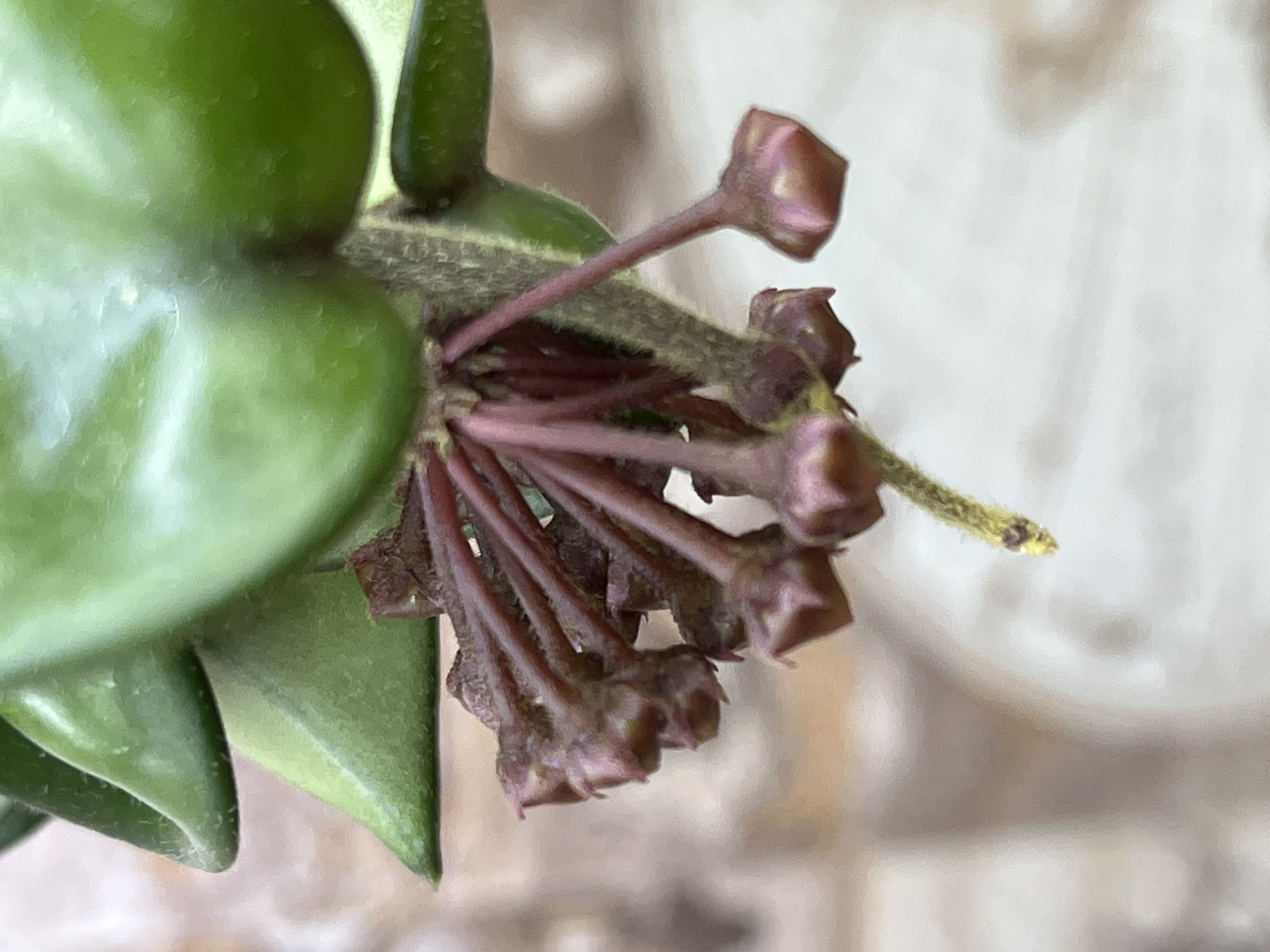 A close-up, low-angle shot shows a cluster of unopened Hoya carnosa flower buds. The buds are reddish-purple and hang downwards from slender, darker stems. One of the buds has a yellowish-green stigma extending from its tip. In the background, out of focus, are large, waxy green leaves of the Hoya plant, and a blurred, pale surface that could be a wall or a textured background. There are no people or animals present. The lighting appears to be natural and soft, highlighting the textures and colors of the plant. The image was taken in Krasnyye Barrikady, Russia.